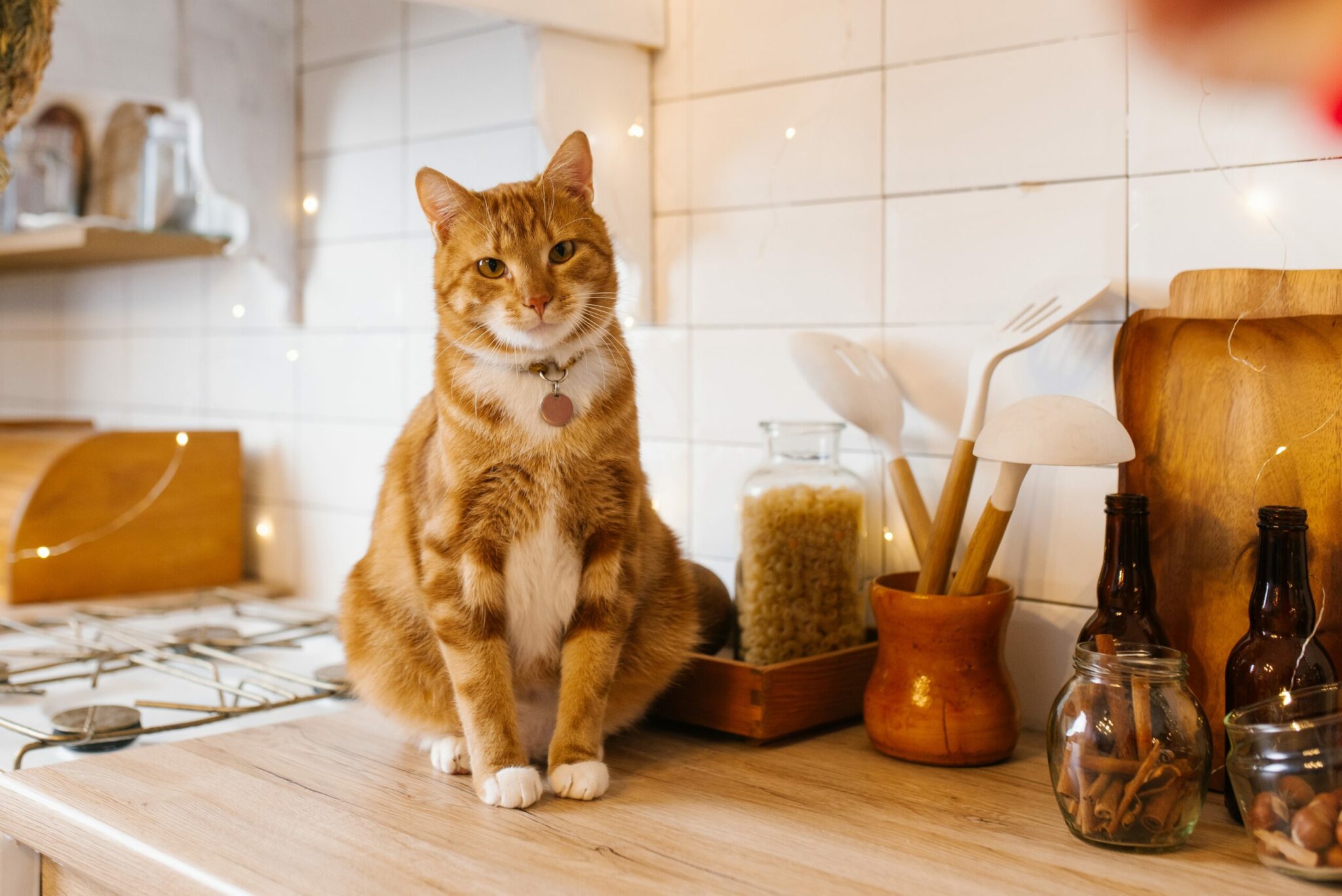 Τα πιο επικίνδυνα φαγητά για τη γάτα σας