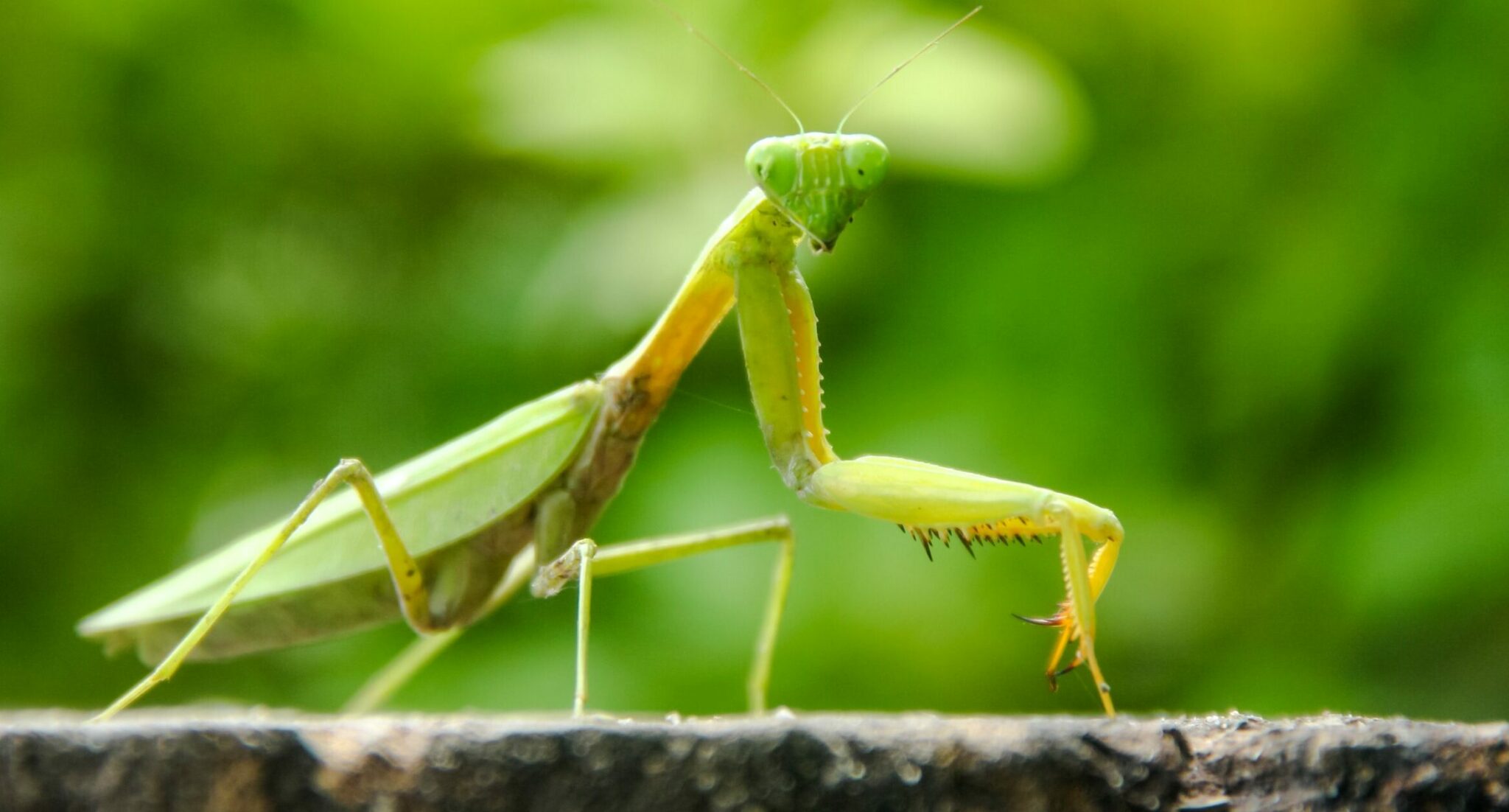 Αλογάκι της Παναγίας
