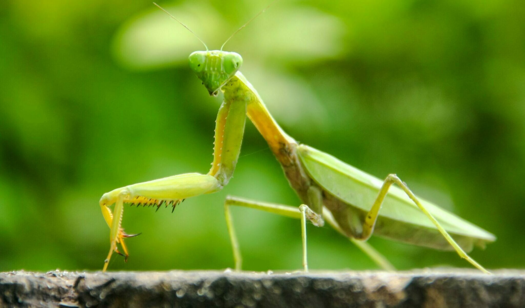 Αλογάκι της Παναγίας