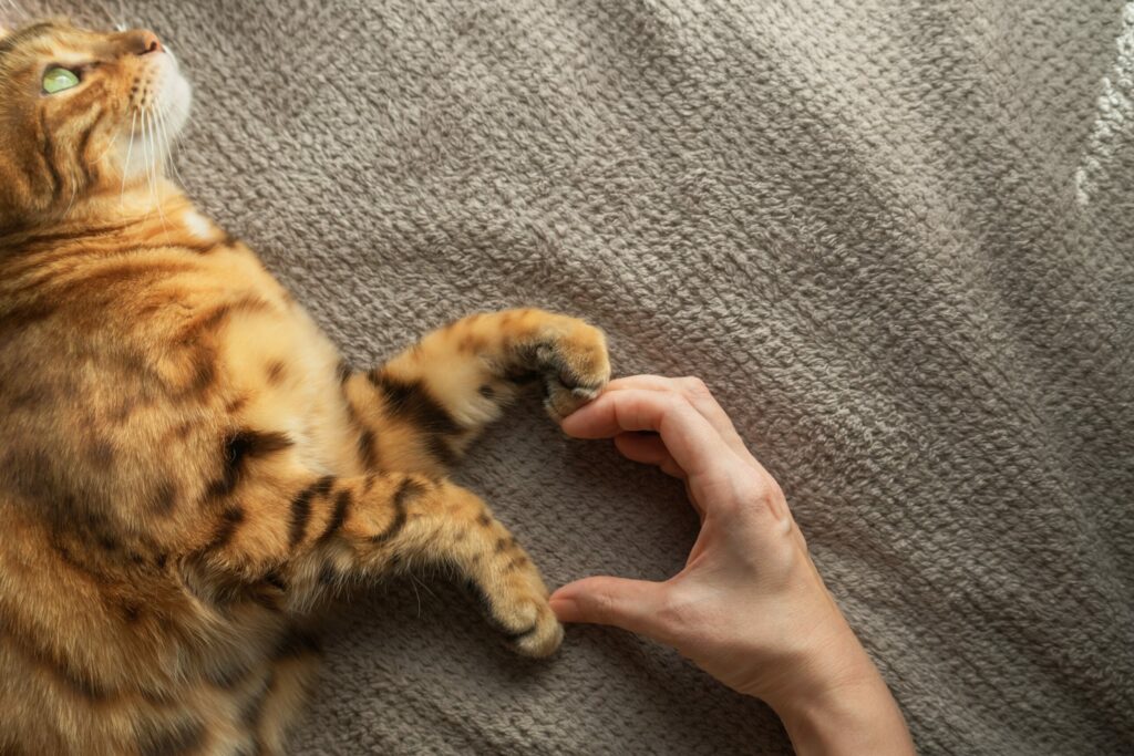 Τα σημάδια ότι η γάτα σας σάς αγαπάει και σας εμπιστεύεται