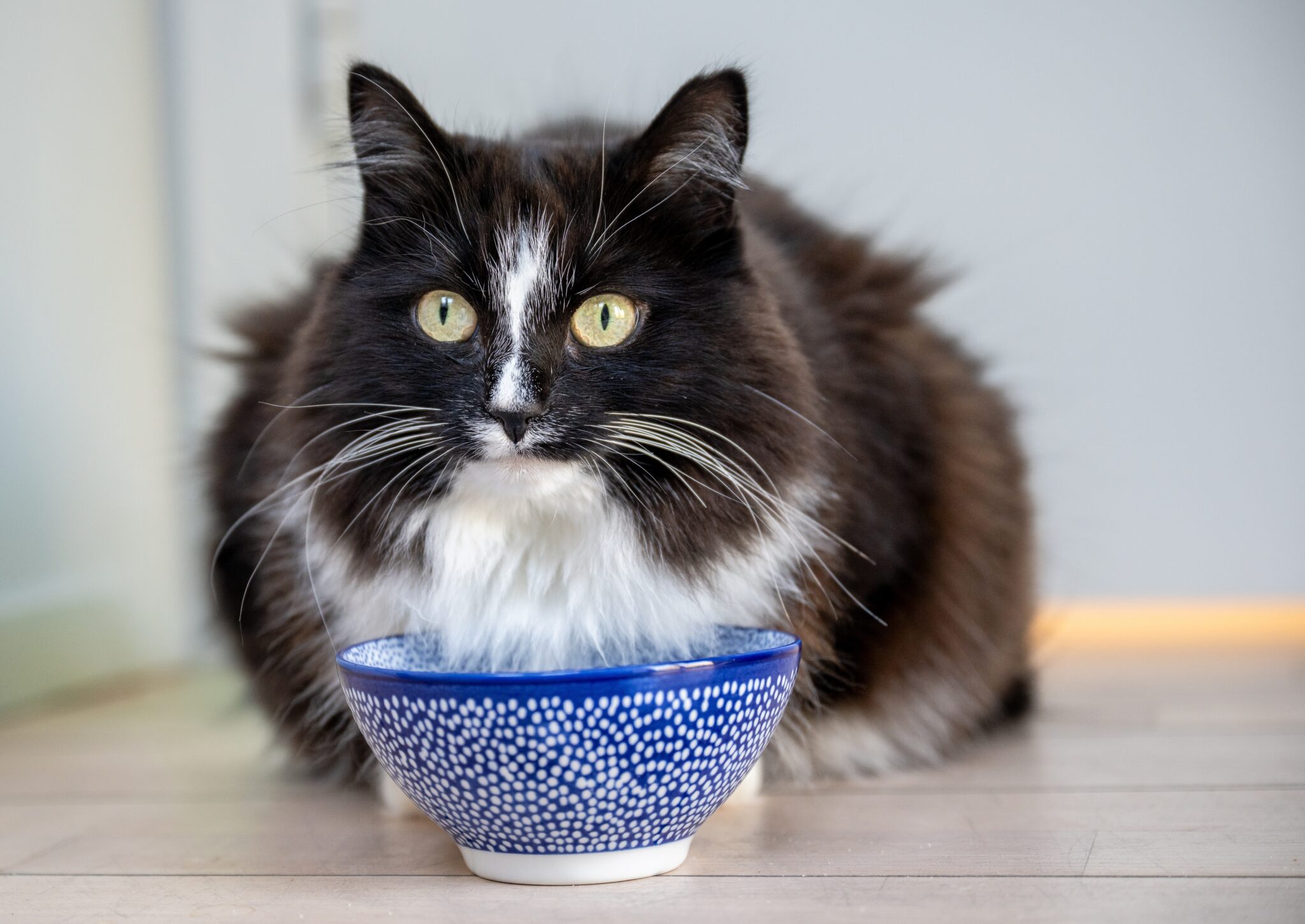 ασπρόμαυρη γάτα πίνει γάλα