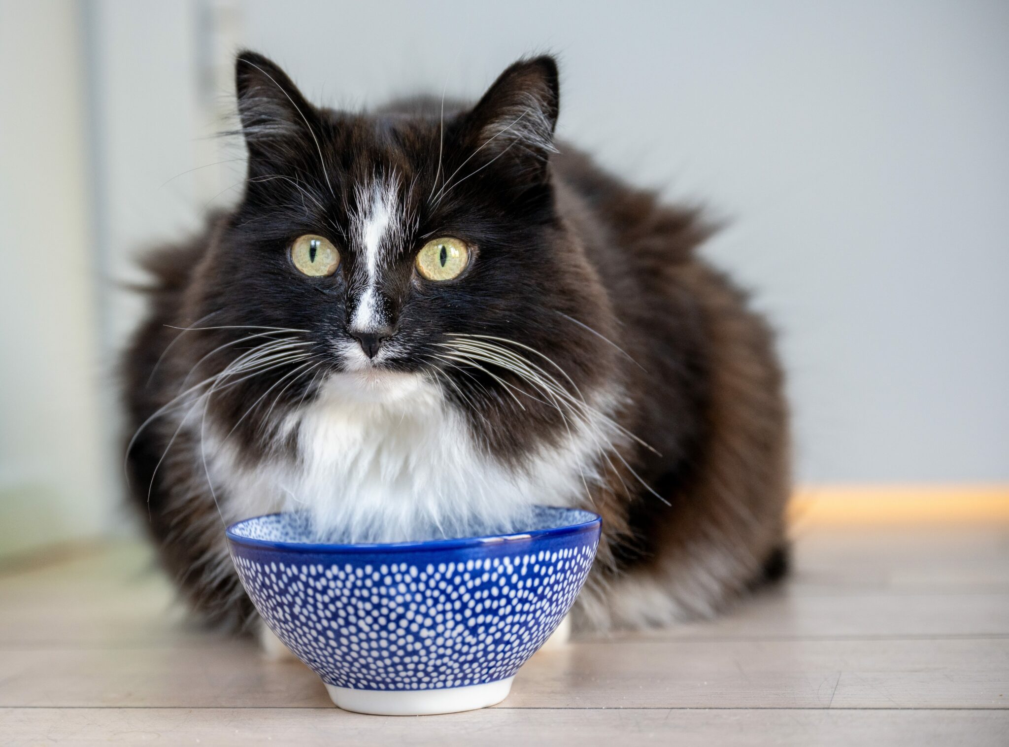 ασπρόμαυρη γάτα πίνει γάλα