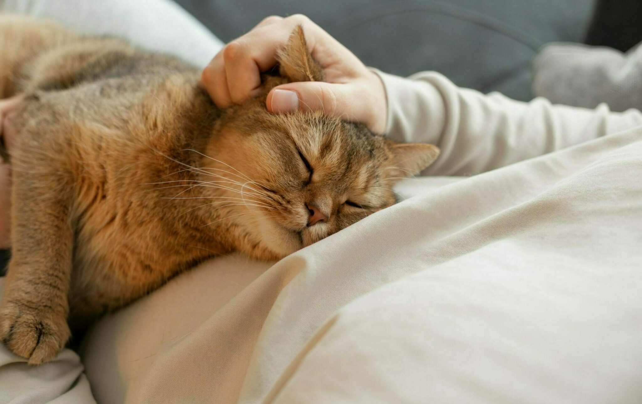 γάτα κοιμάται πάνω σε άνθρωπο