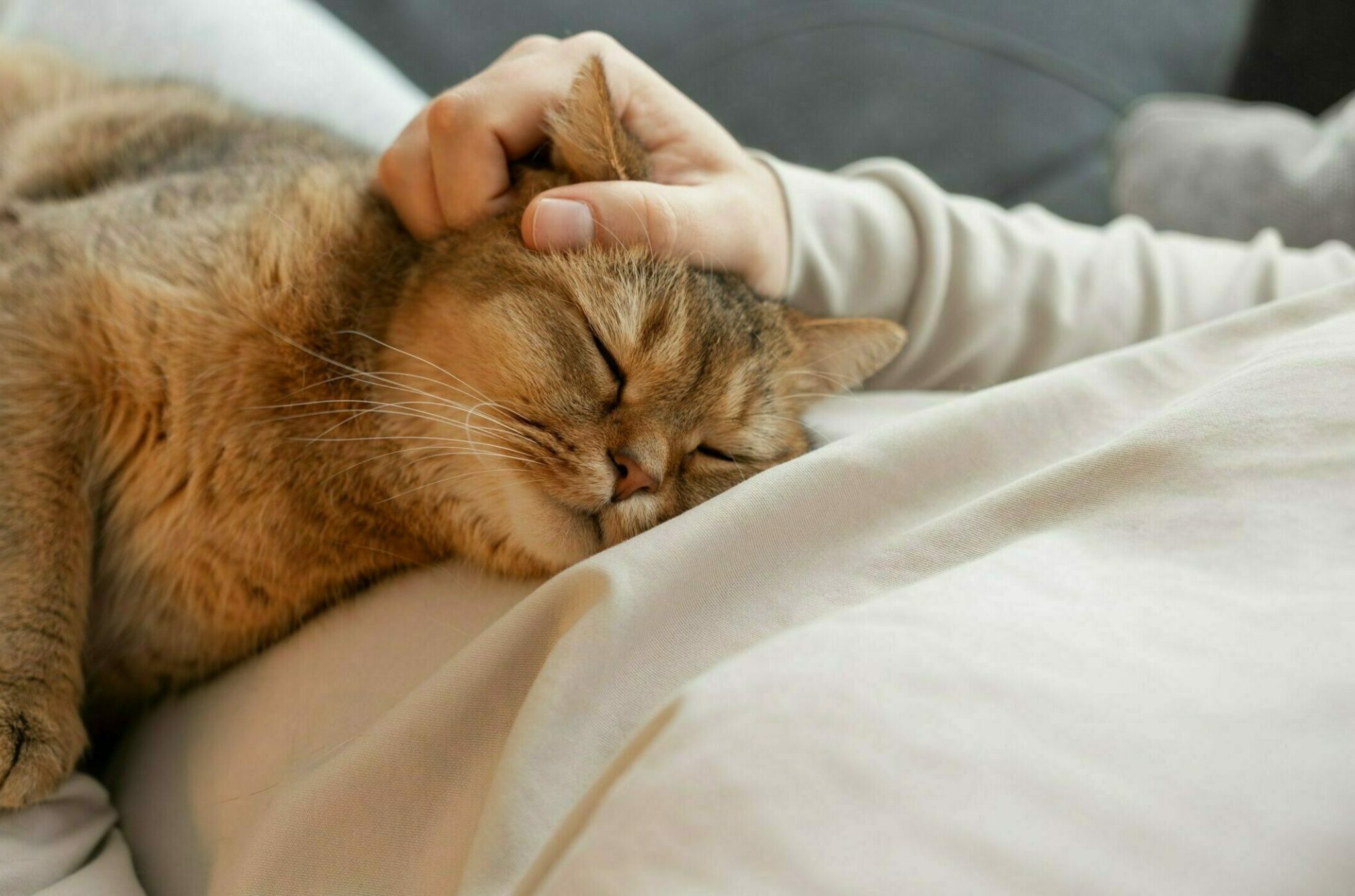 γάτα κοιμάται πάνω σε άνθρωπο