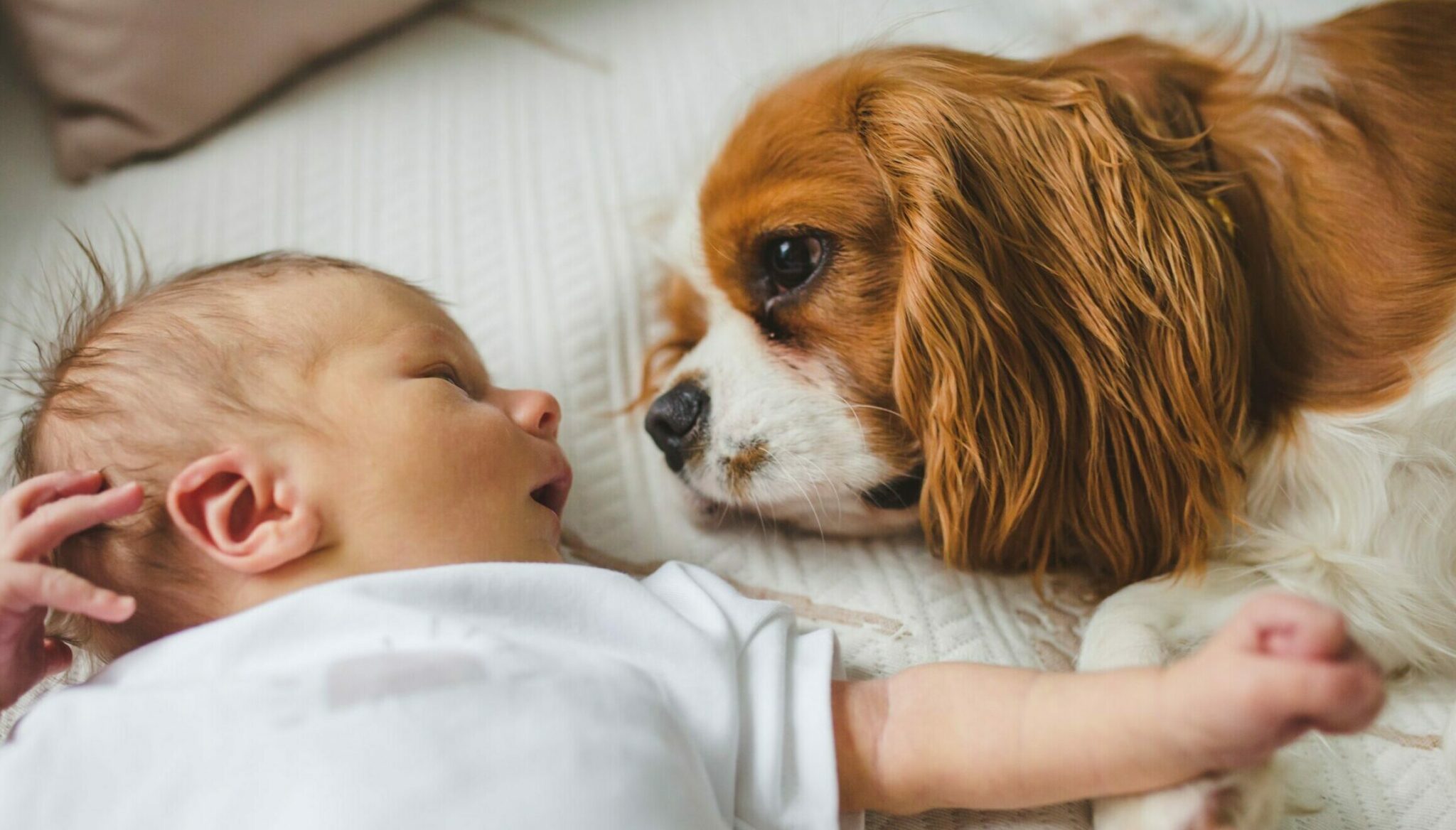 Πώς αντιλαμβάνονται οι σκύλοι τα μωρά