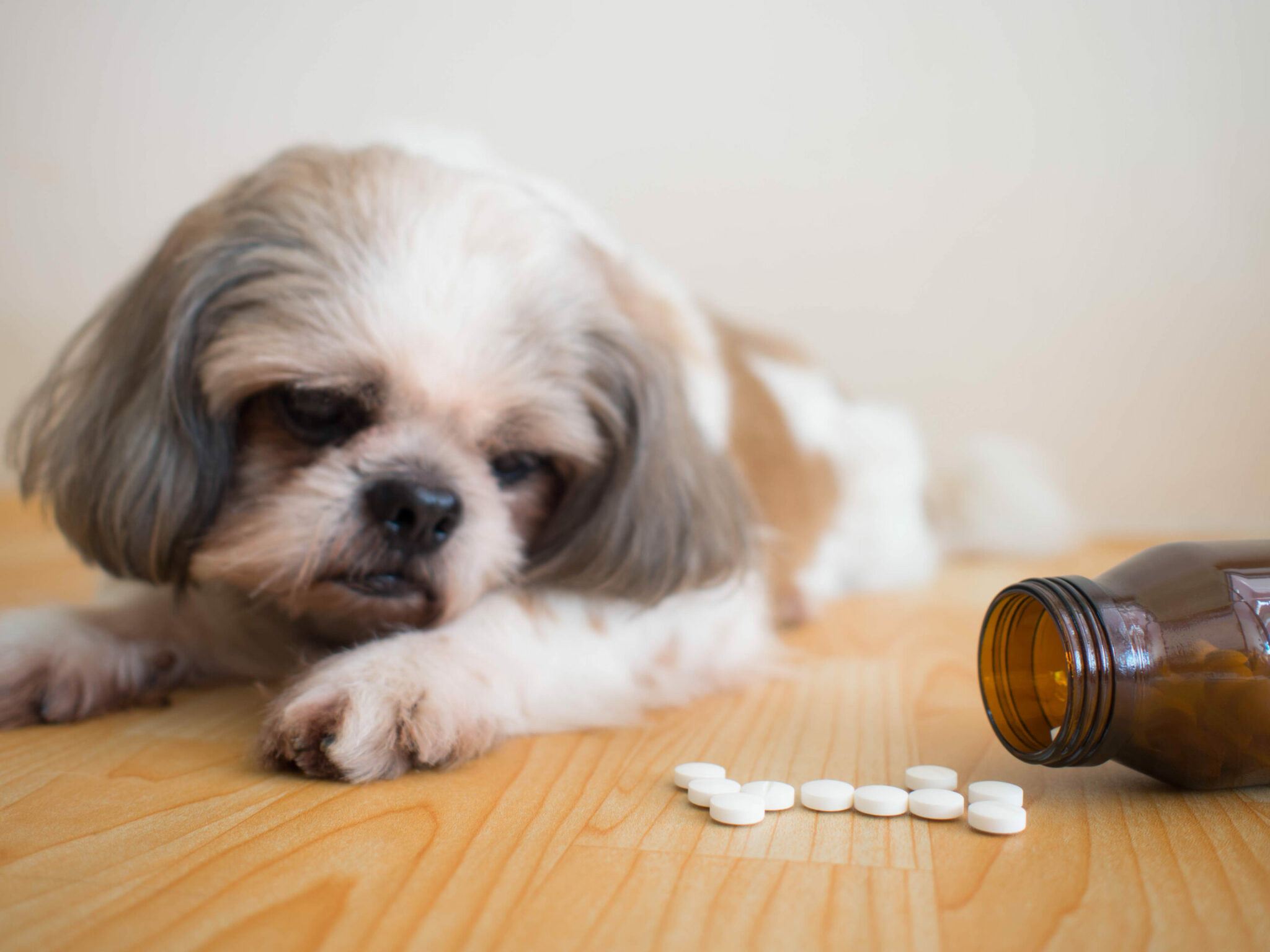Ποια ανθρώπινα φάρμακα είναι επικίνδυνα για τον σκύλο μας