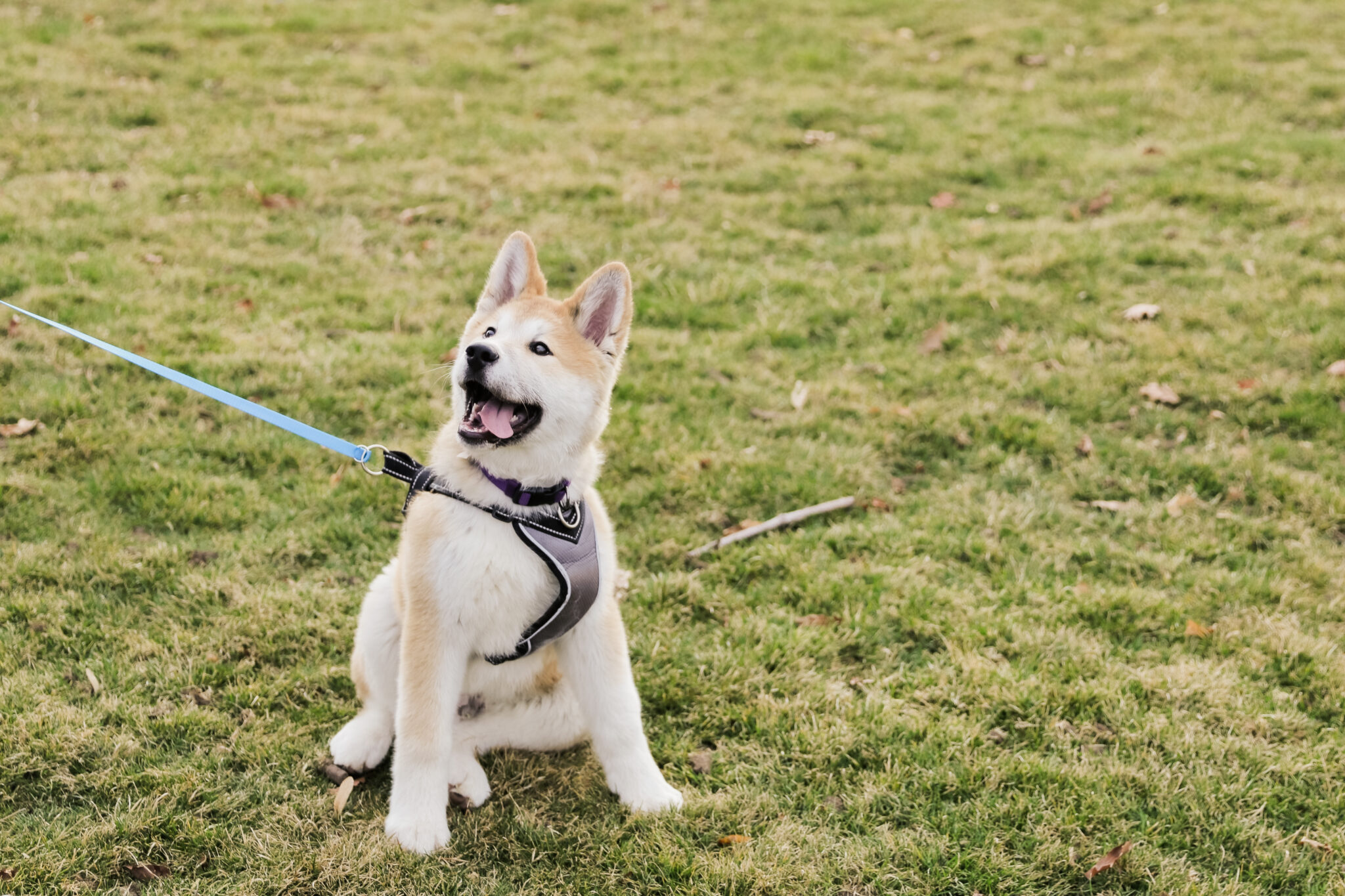 σκύλος αρνείται τη βόλτα