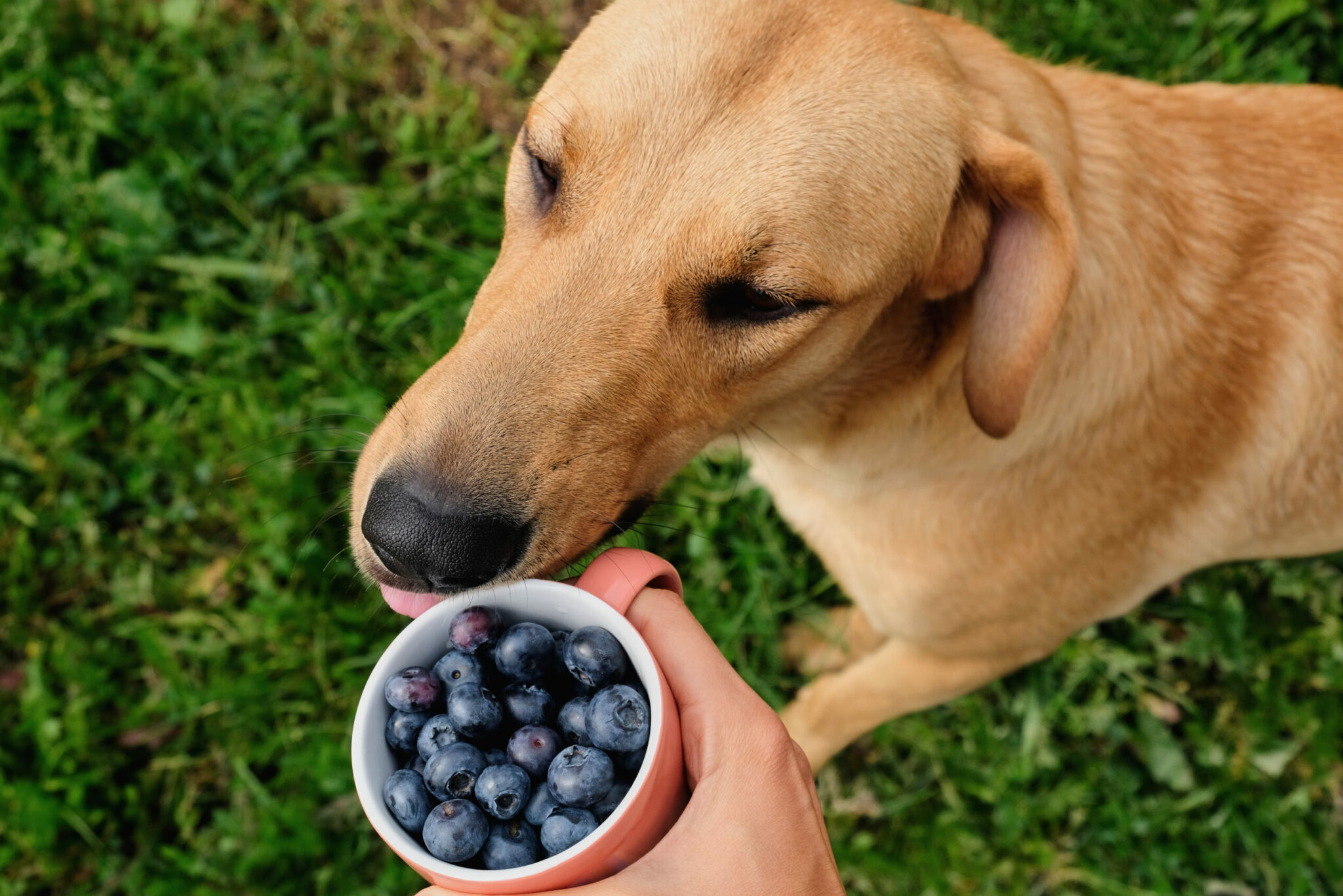 Οι μωβ υγιεινές τροφές που μπορείτε να δίνετε στον σκύλος σας