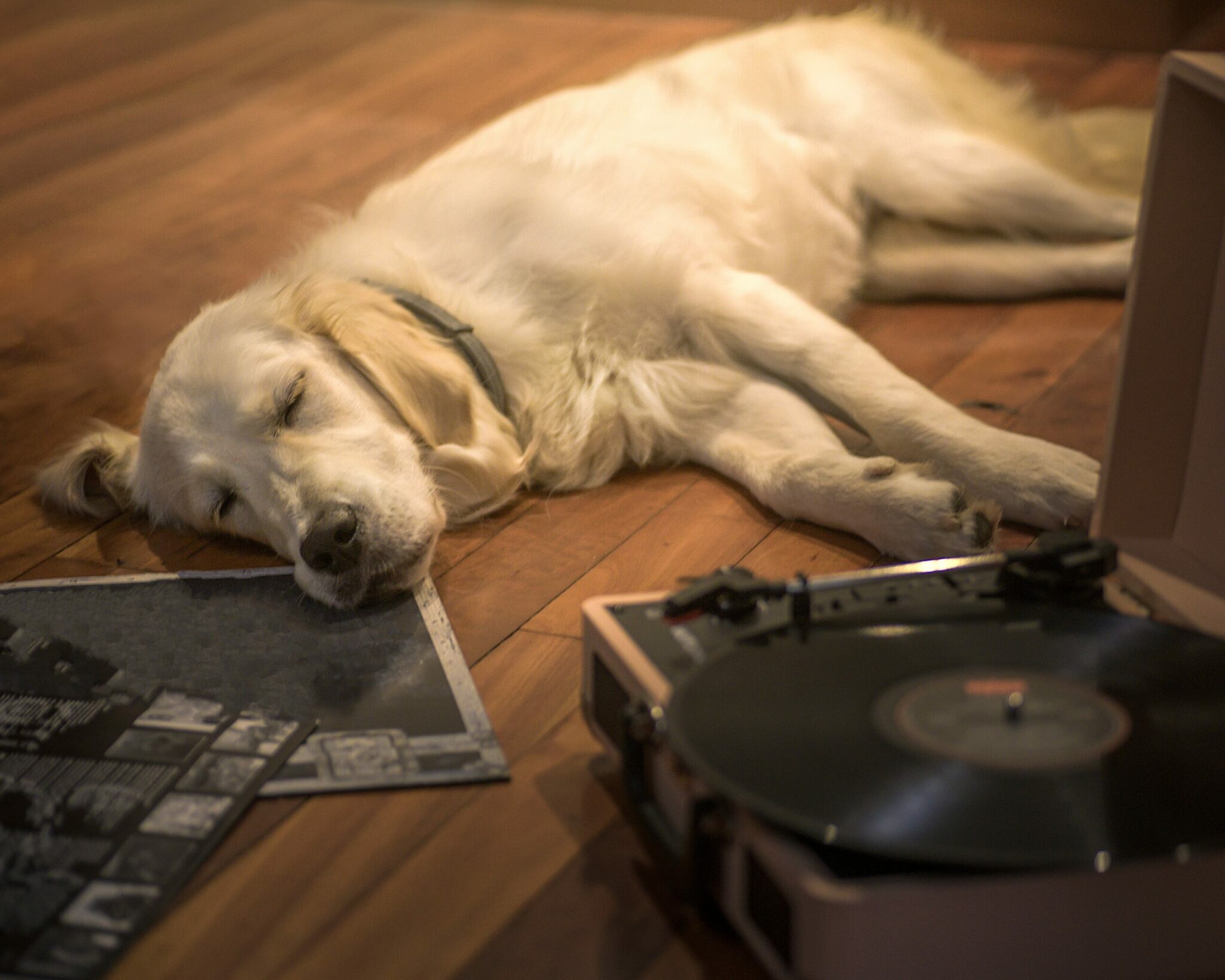 χαλαρός σκύλος ακούει μουσική από πικ απ και κοιμάται
