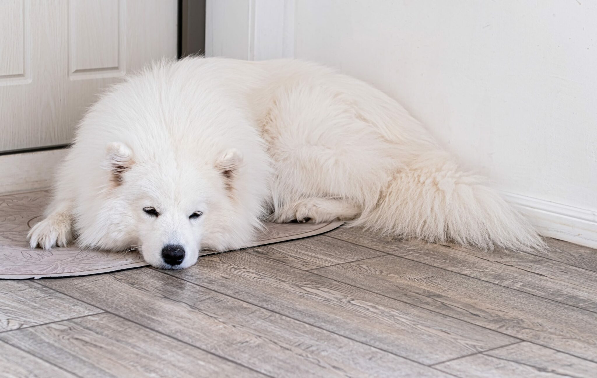 σκύλος κοιμάται κοντά στην πόρτα