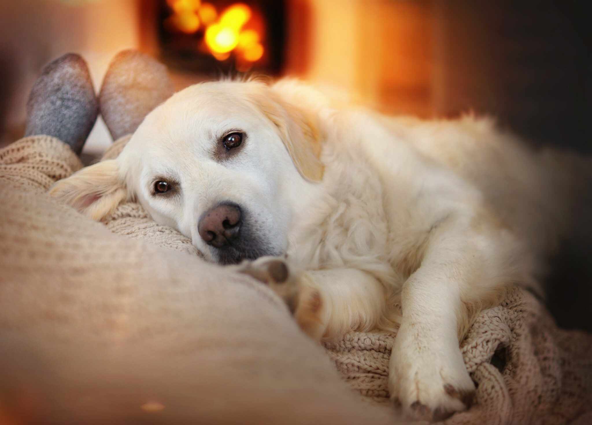 Είναι ο σκύλος σας πιο τρυφερός και θέλει περισσότερες αγκαλιές τον χειμώνα;