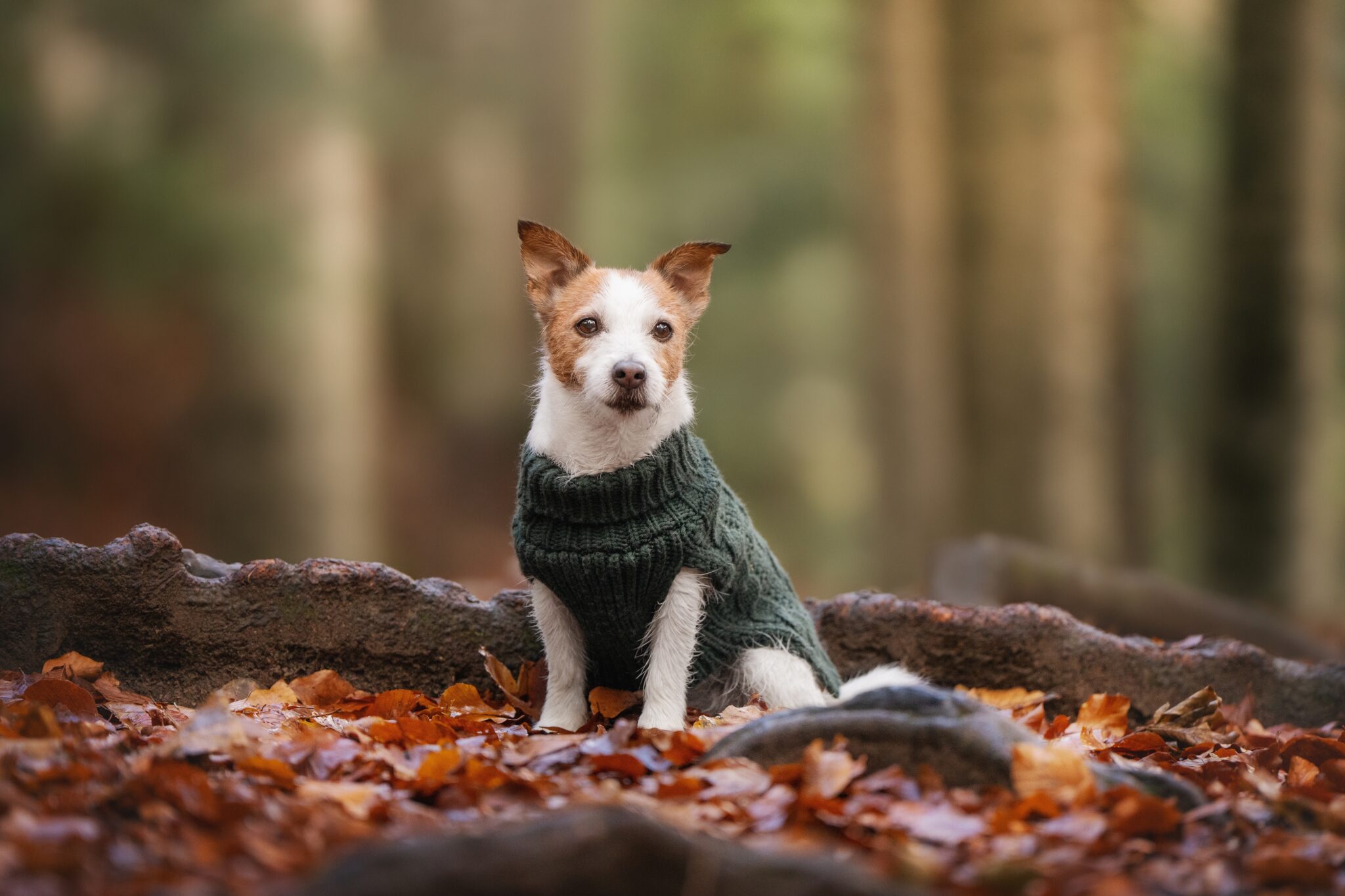 σκύλος με ρούχα