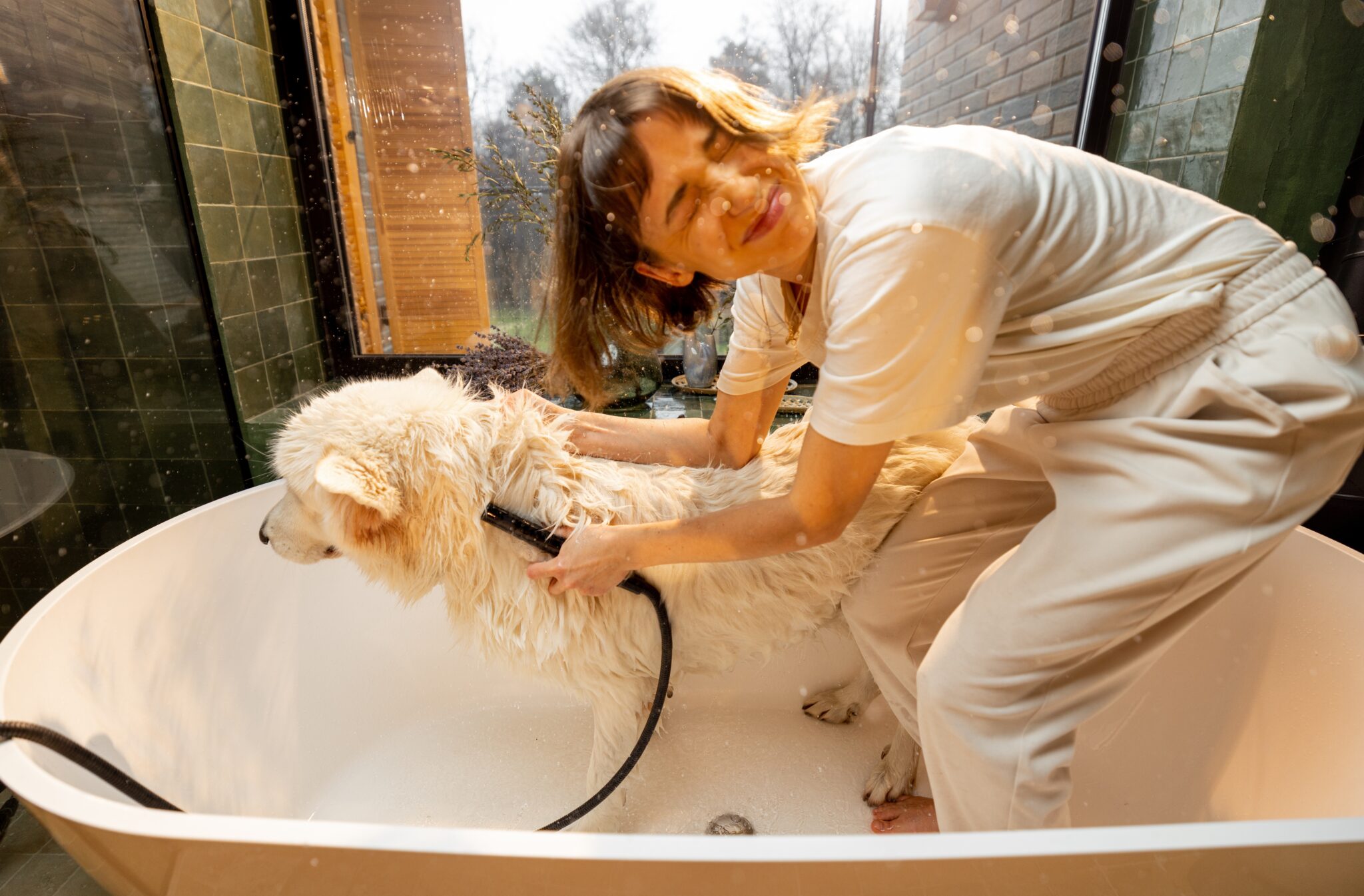 σκύλος παθαίνει zoomies μετά το μπάνιο