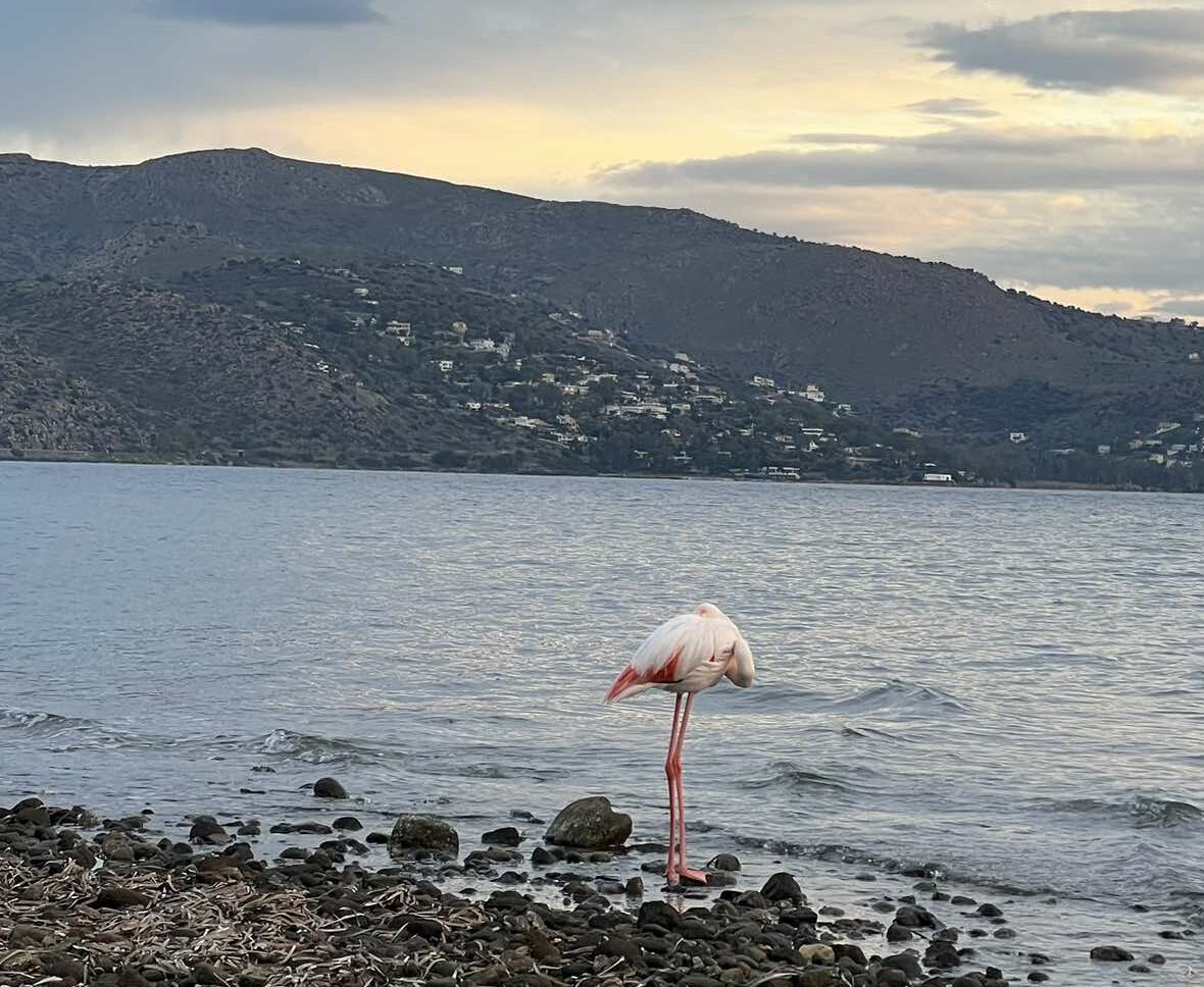 φλαμίνγκο στην Αίγινα