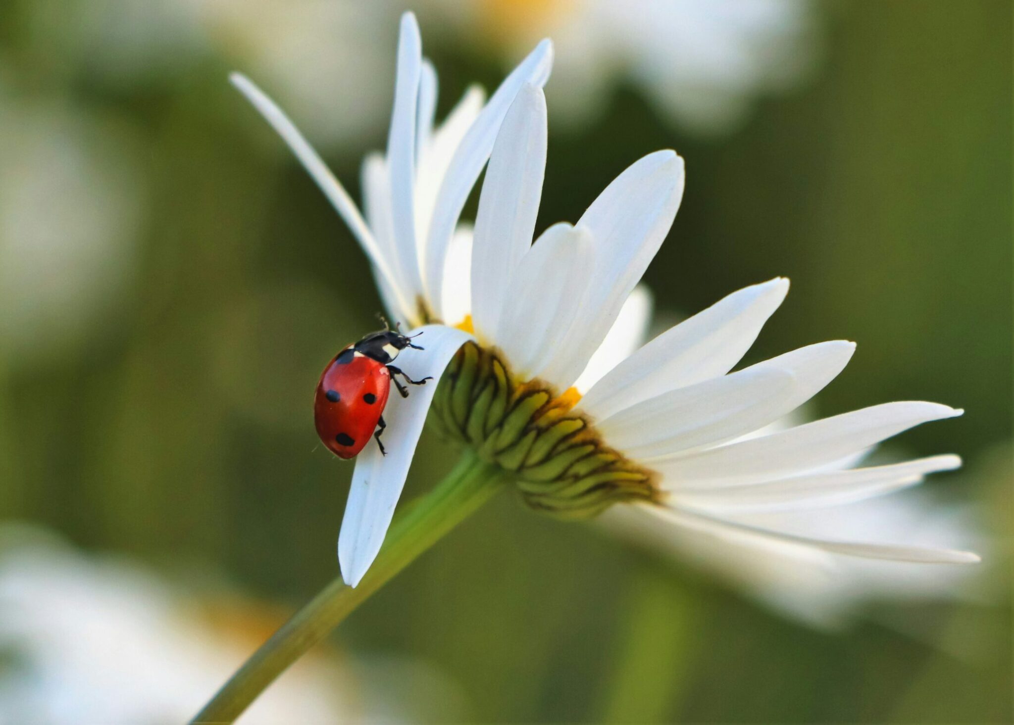 πασχαλίτσες
