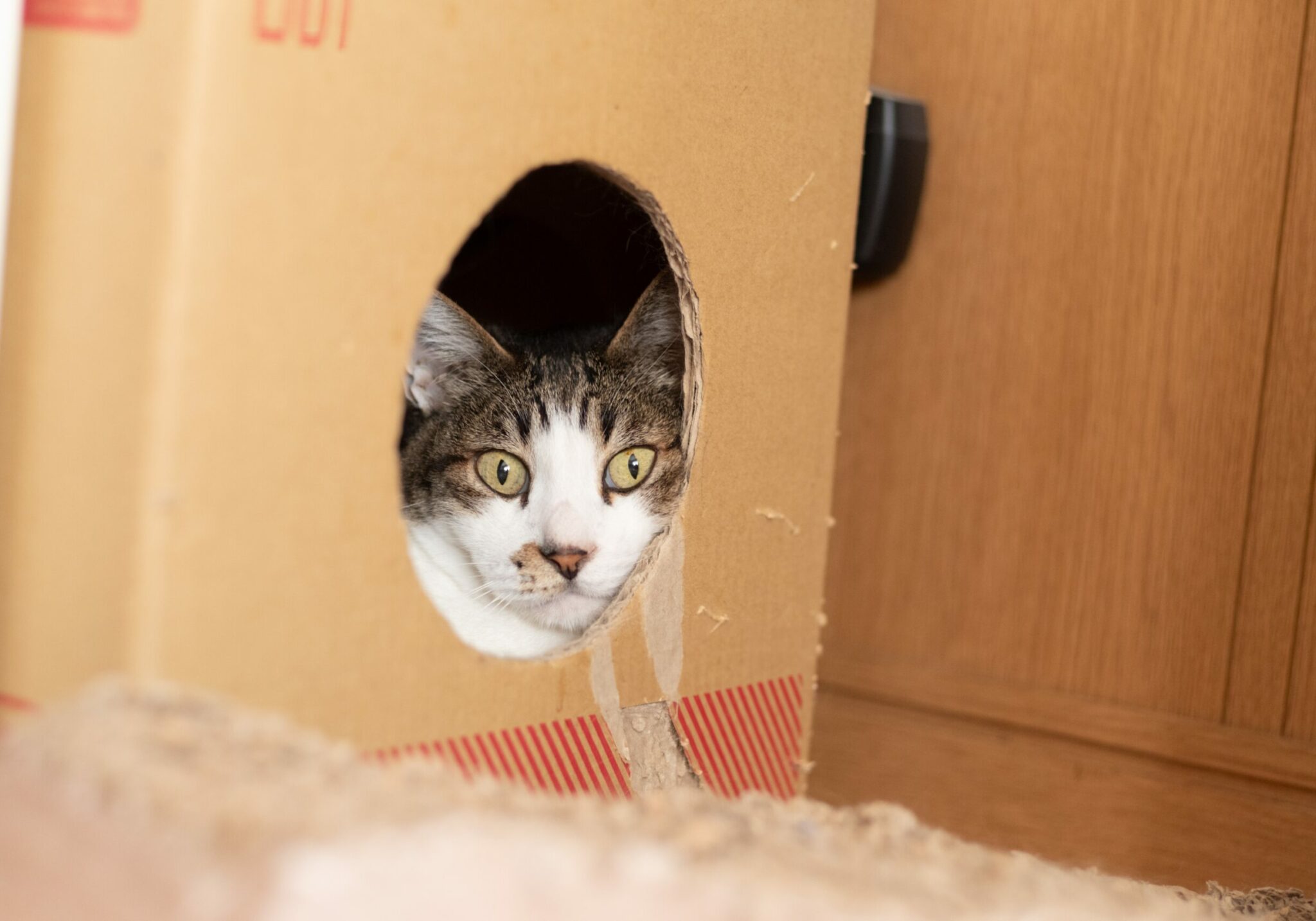 Γιατί αρέσει στη γάτα σας να κάθεται σε στενά μέρη