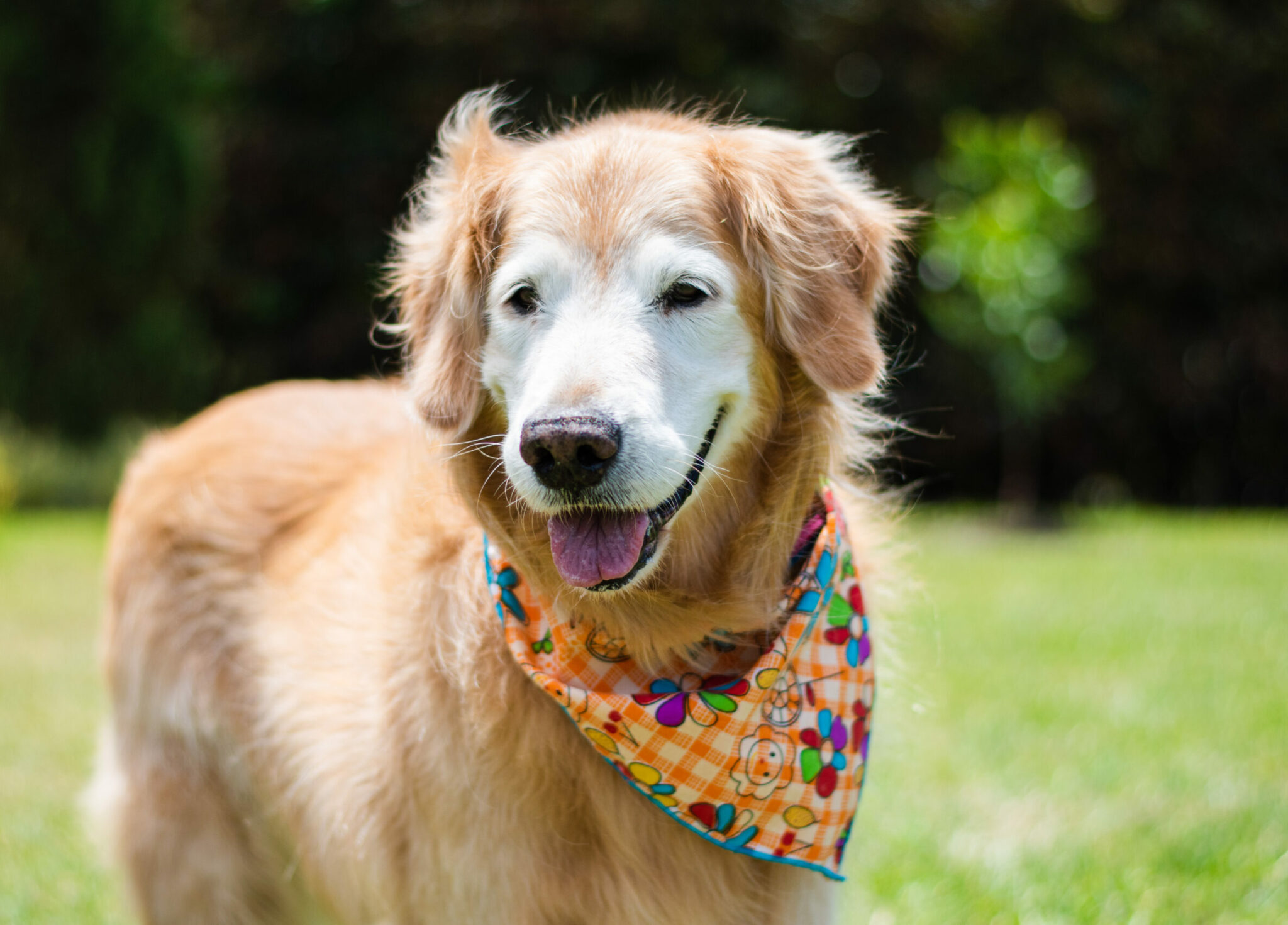 ηλικιωμένος σκύλος