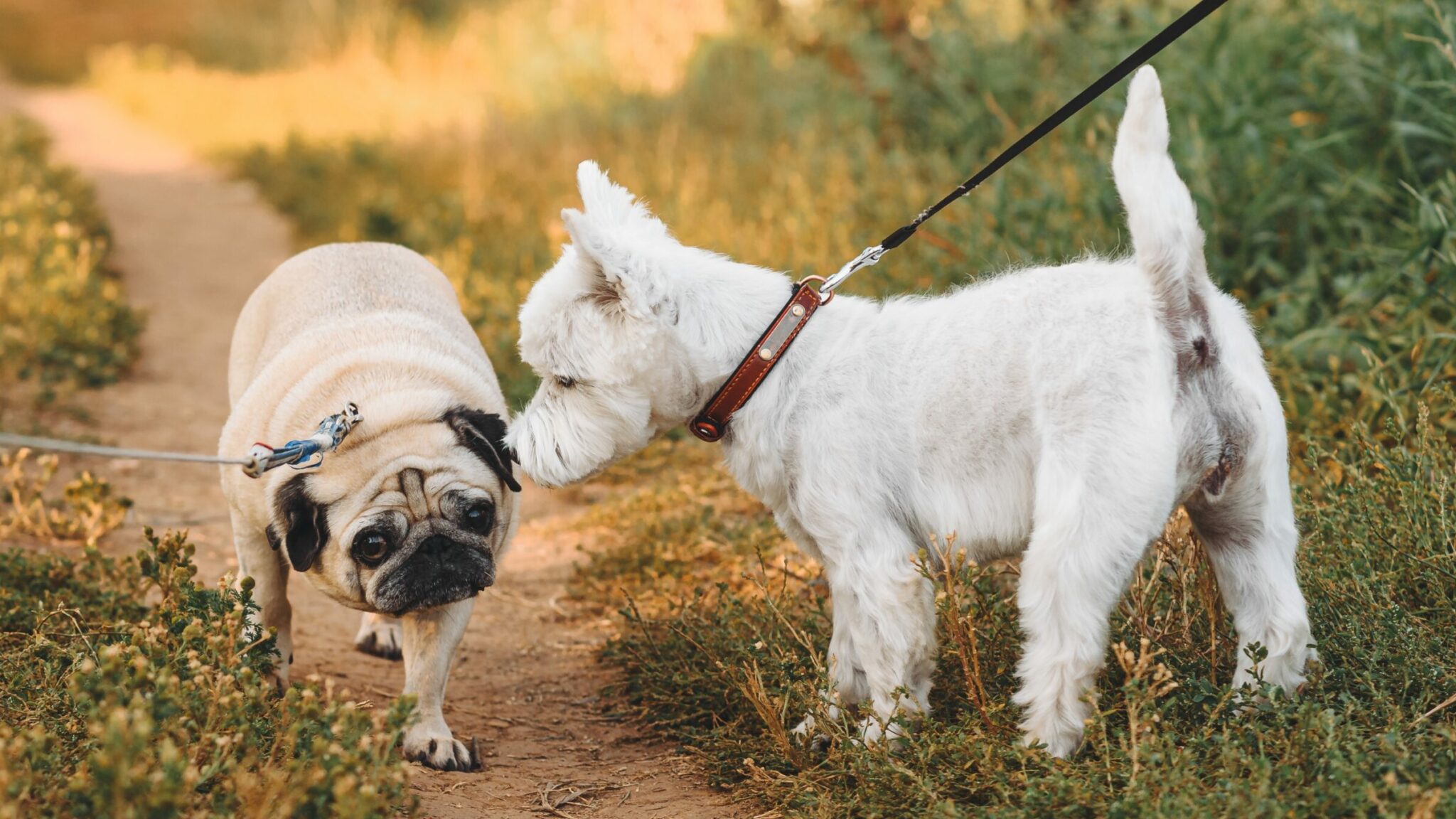 Σκύλος φοβάται σκύλο που συναντάει στη βόλτα του