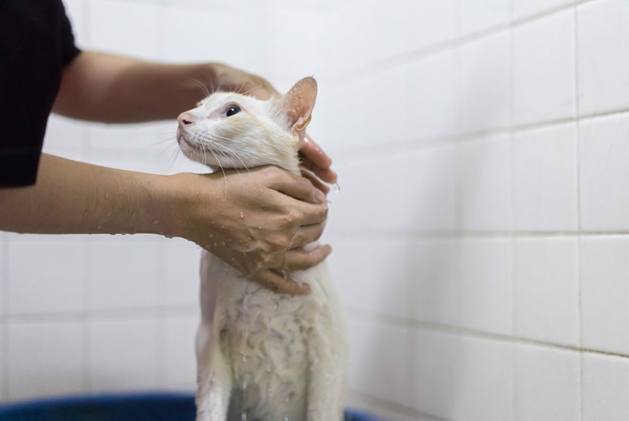 Πρέπει να κάνουν μπάνιο οι γάτες που ζουν μέσα σε σπίτι; Από τι εξαρτάται η απάντηση