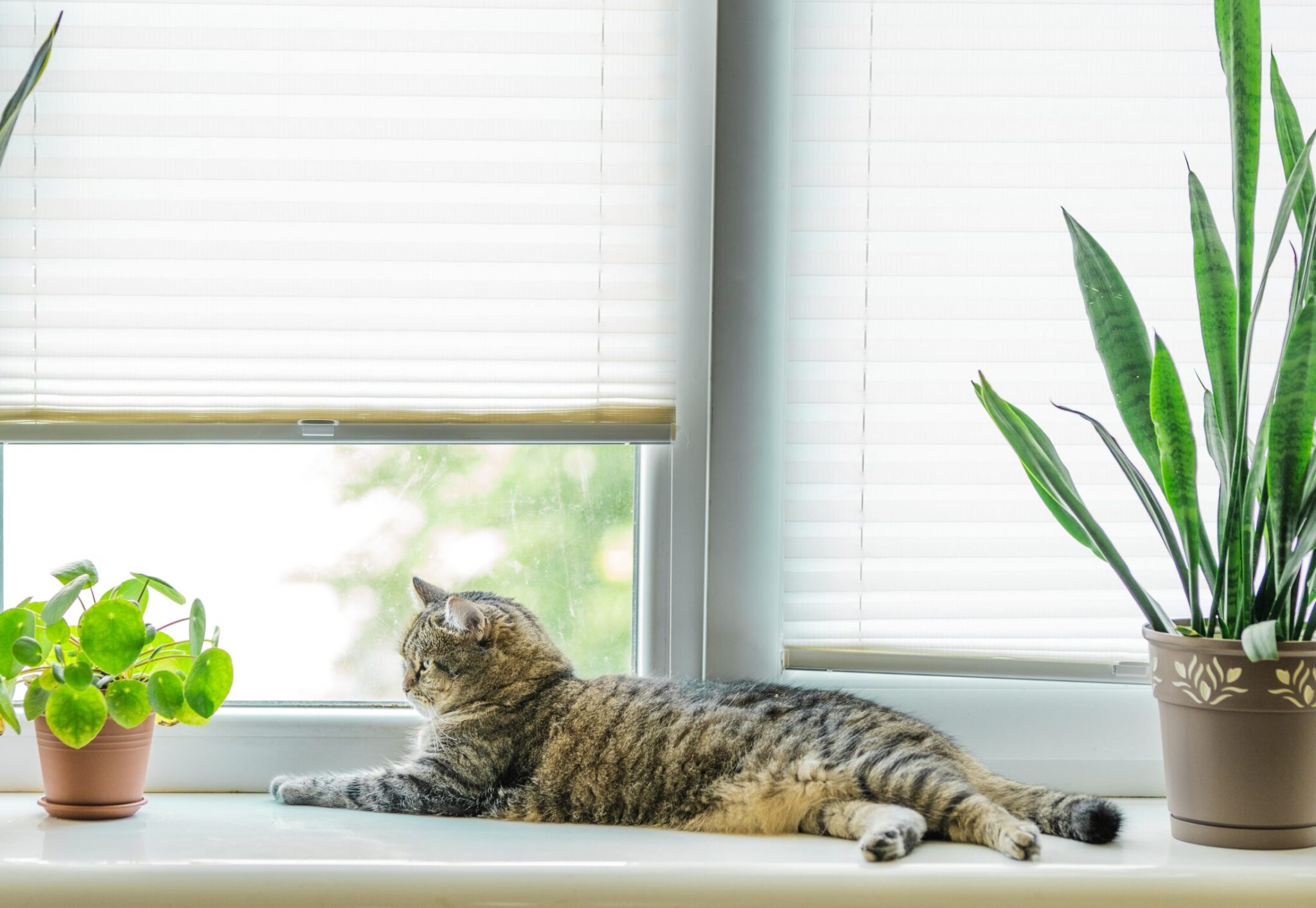 Είναι ευτυχισμένες οι γάτες που ζουν σε διαμέρισμα;