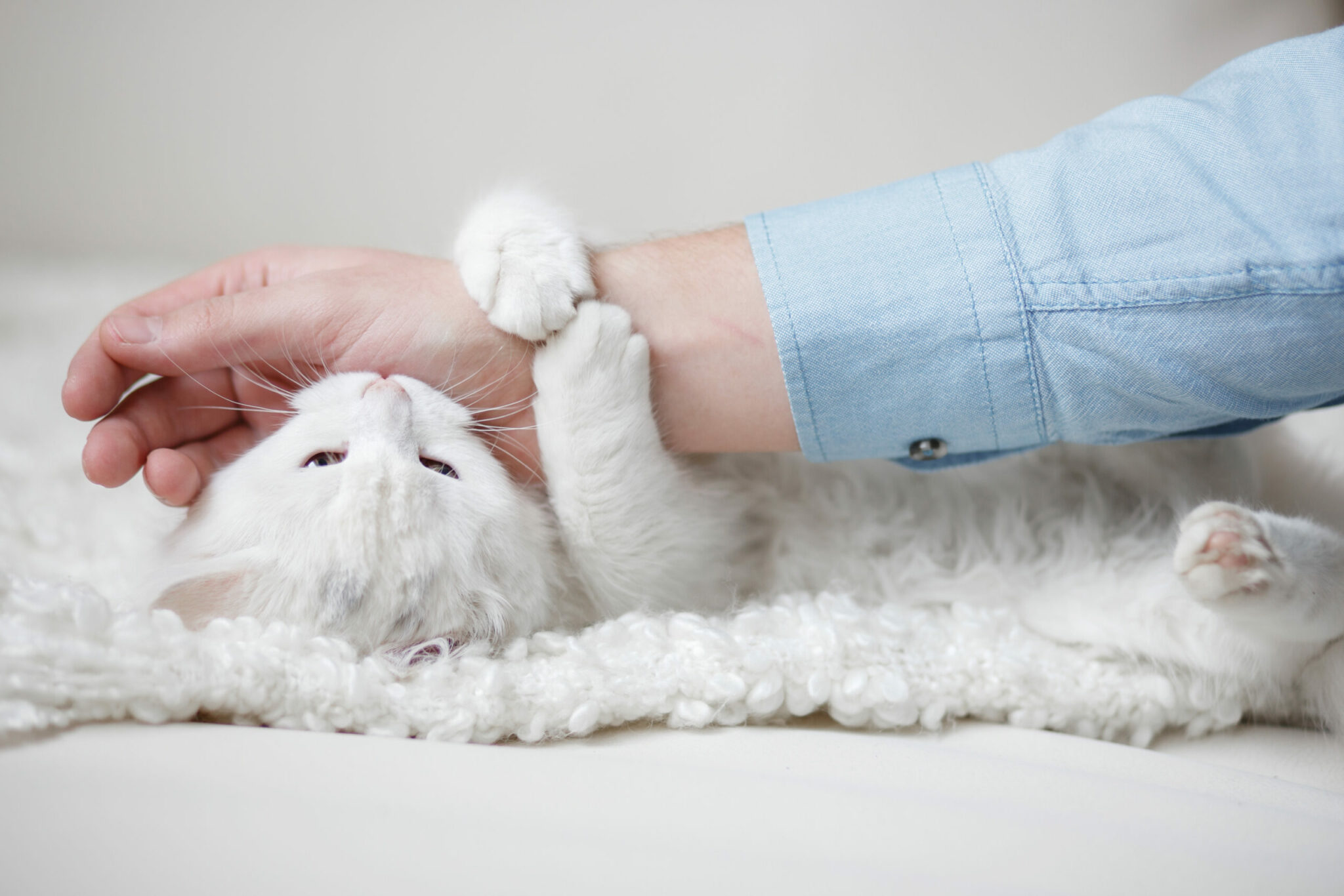 Σας δαγκώνει ξαφνικά η γάτα σας ενώ την χαϊδεύετε;