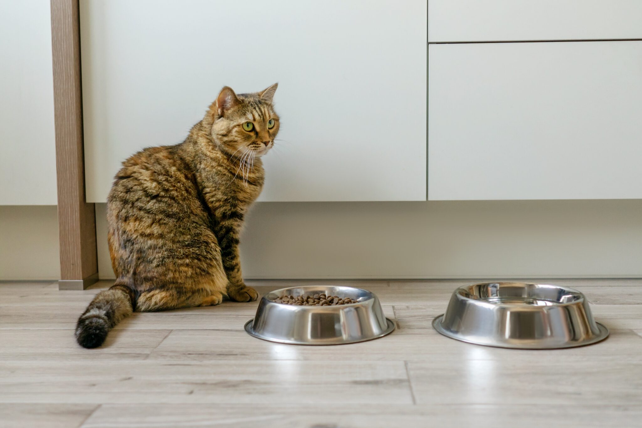 Πόσο συχνά πρέπει να πλένετε τα μπολ φαγητού της γάτας σας;