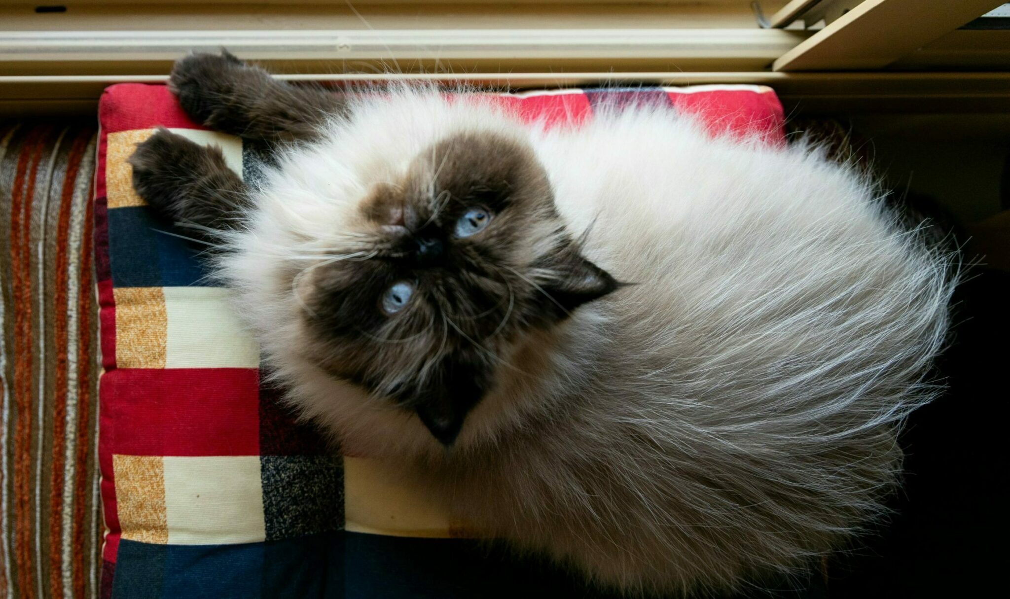 Σας χειραγωγεί η γάτα σας; Με ποιους τρόπους ελέγχει το μυαλό σας