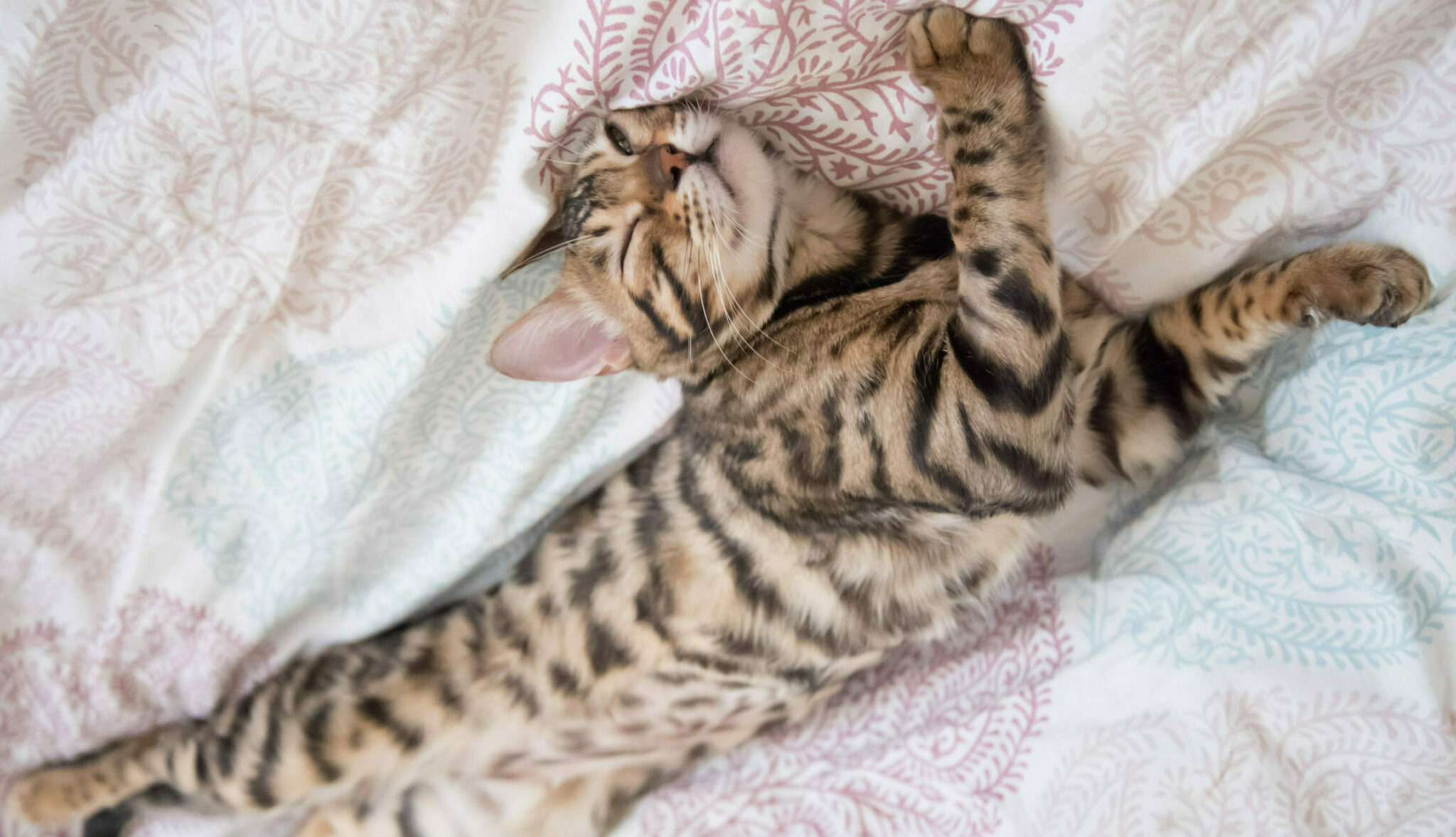 Παριστάνει η γάτα σας ότι κοιμάται για να σας ξεγελάσει;