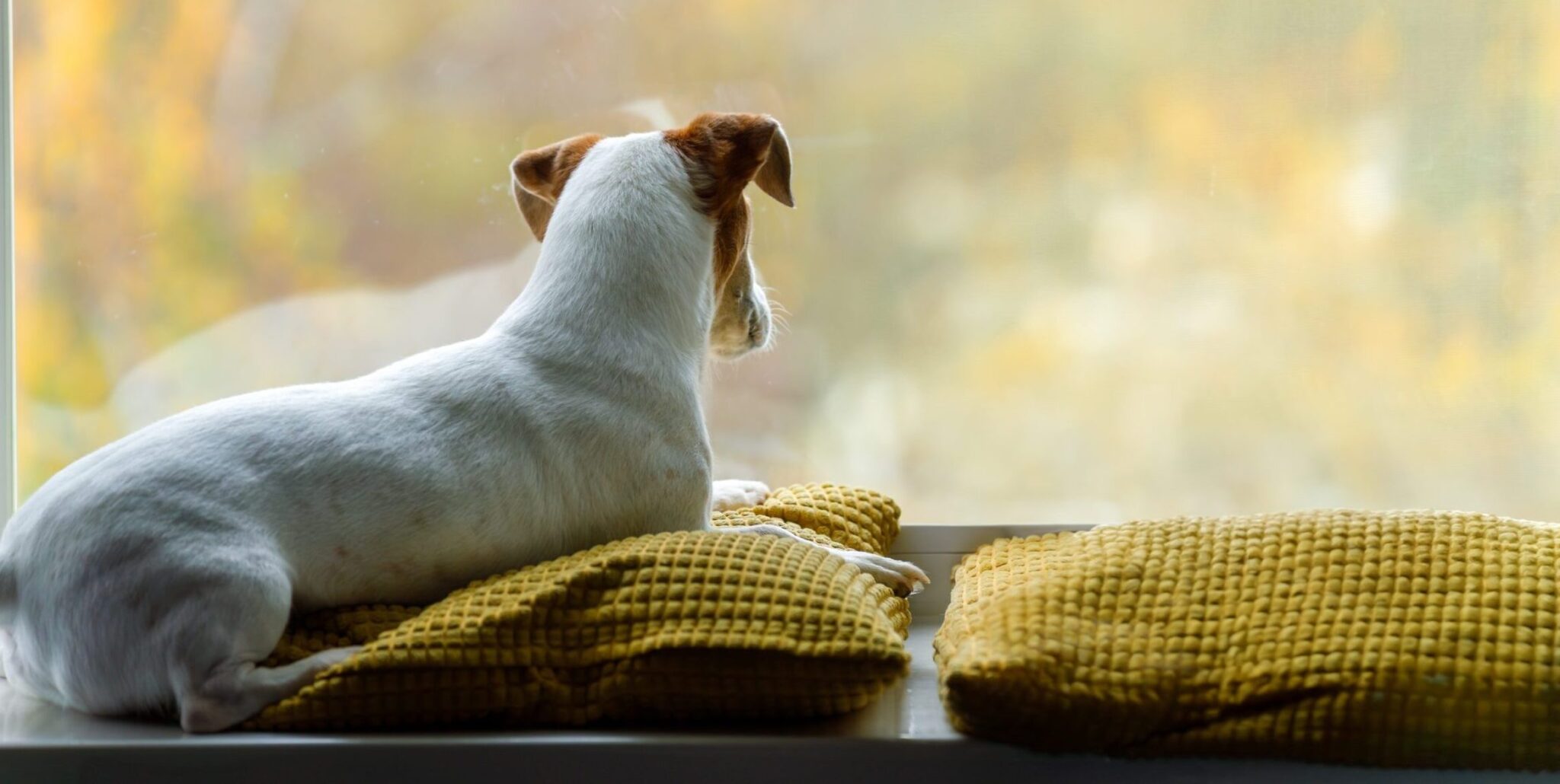 Πώς νιώθει ο σκύλος μας κάθε φορά που μας βλέπει να φεύγουμε από το σπίτι