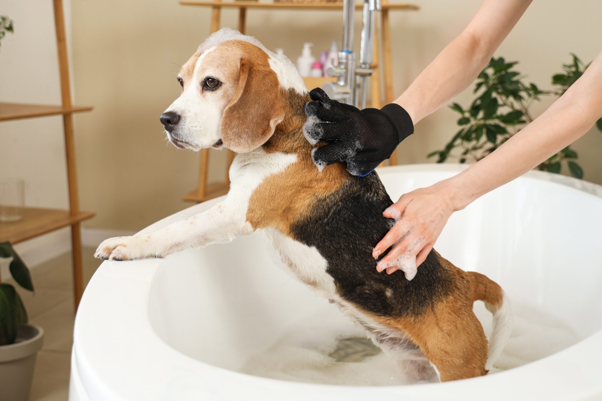 σκύλος κάνει μπάνιο