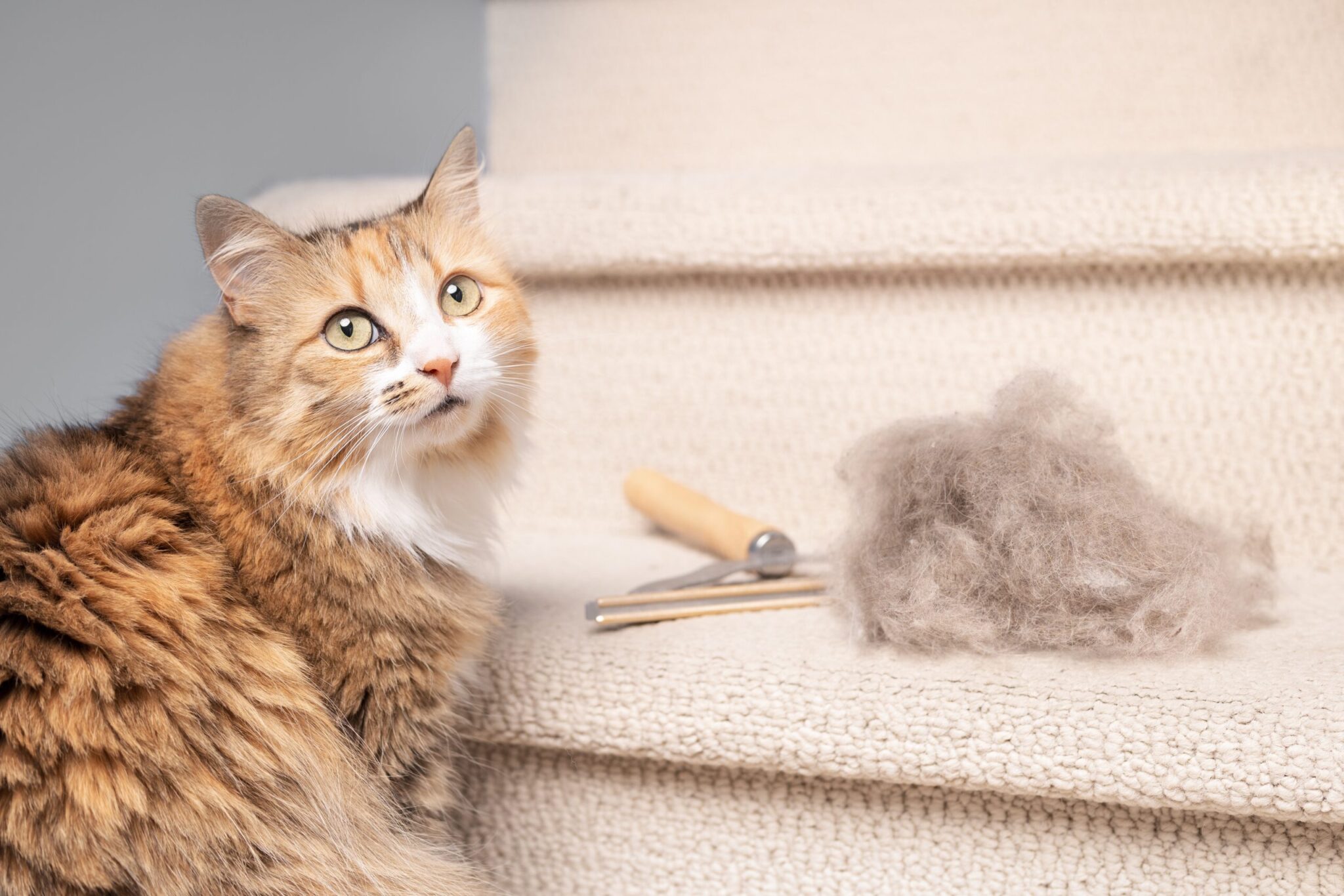 Μύθοι και αλήθειες για τις τριχόμπαλες που βγάζει η γάτα σας