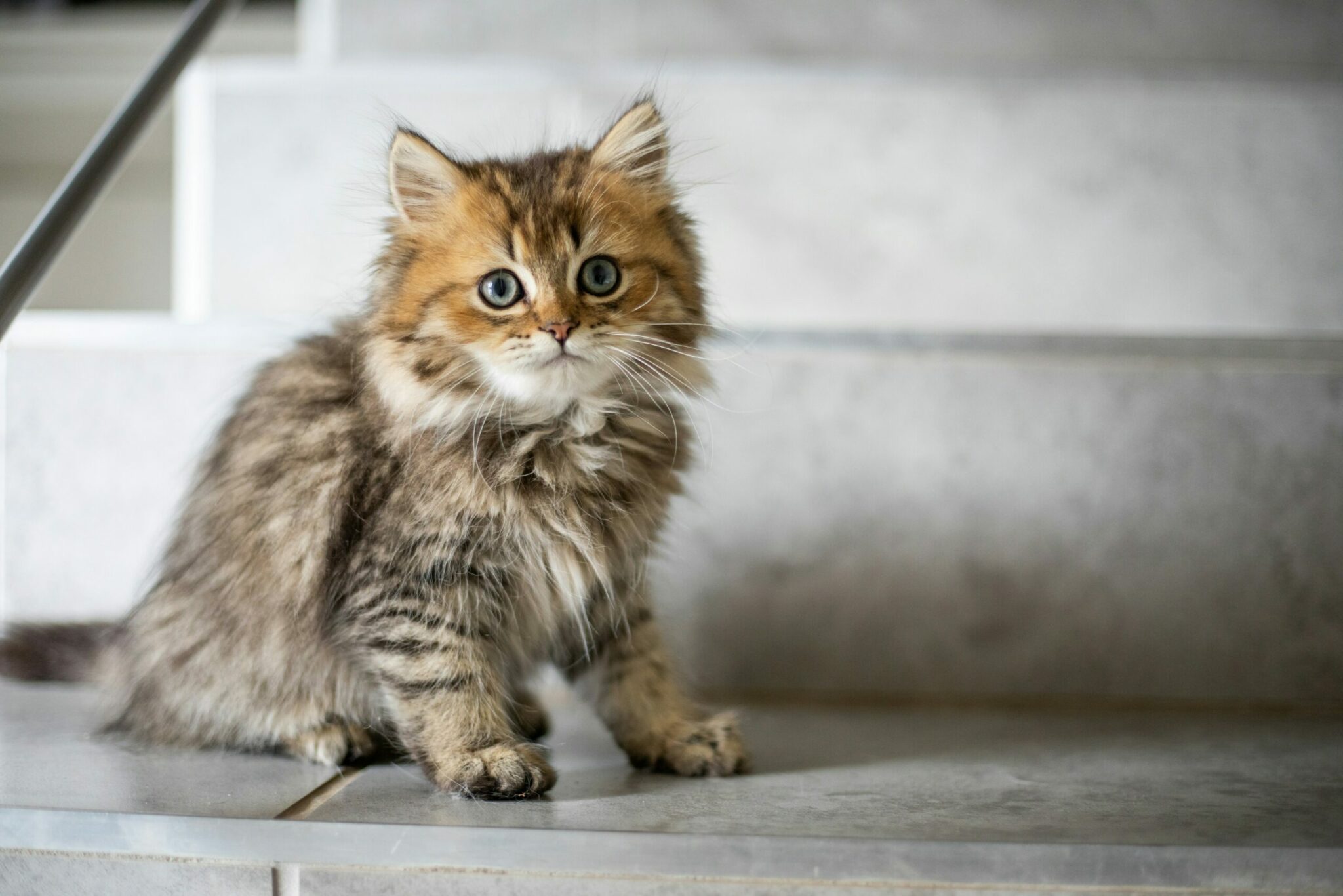 Σε ποια ηλικία σταματάει να μεγαλώνει σε μέγεθος ένα γατάκι