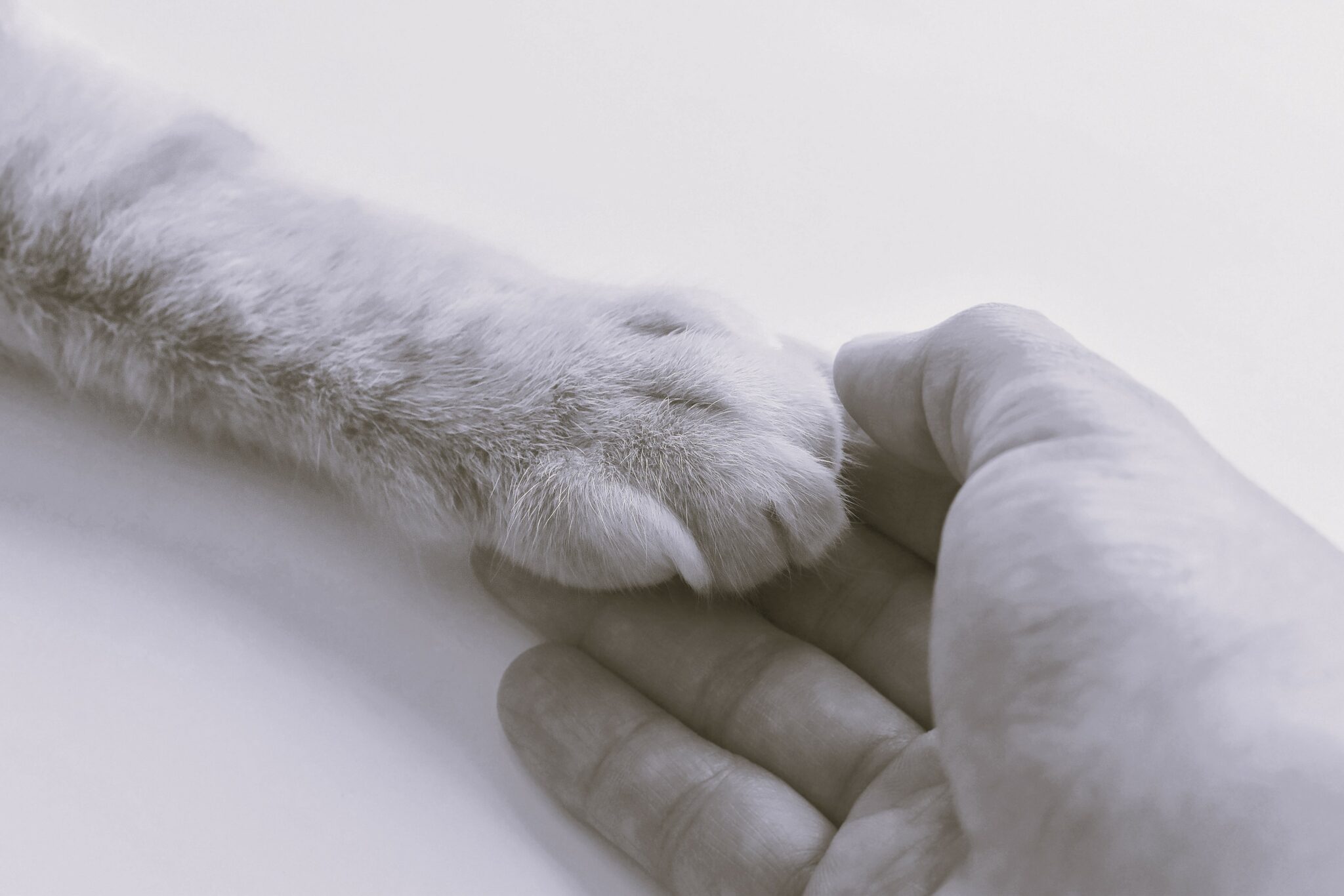 Τι πρέπει να κάνουμε όταν το κατοικίδιό μας φύγει από τη ζωή