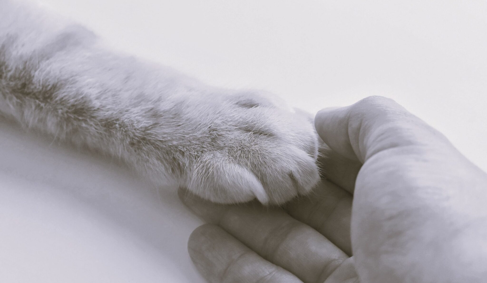 Τι πρέπει να κάνουμε όταν το κατοικίδιό μας φύγει από τη ζωή