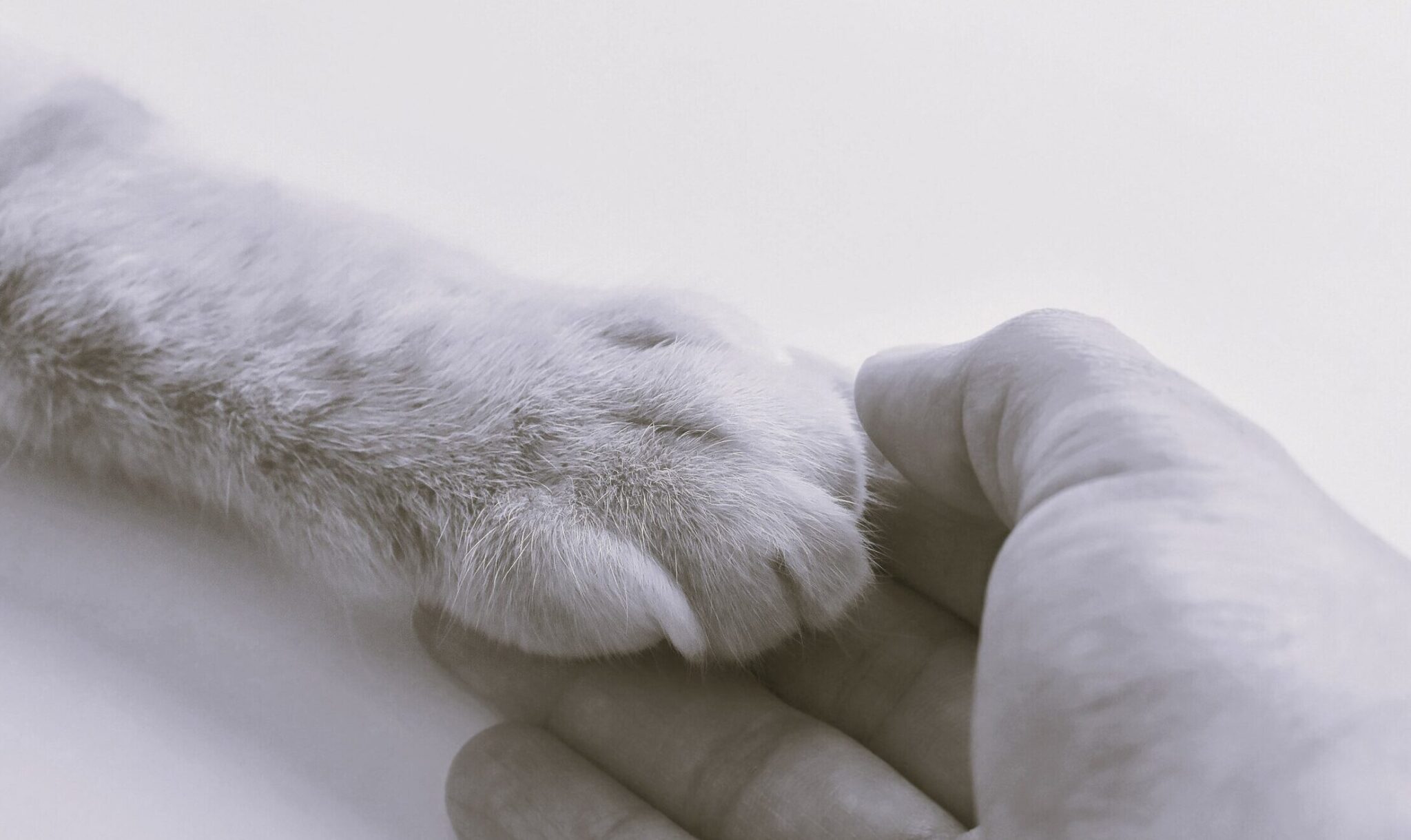 Τι πρέπει να κάνουμε όταν το κατοικίδιό μας φύγει από τη ζωή