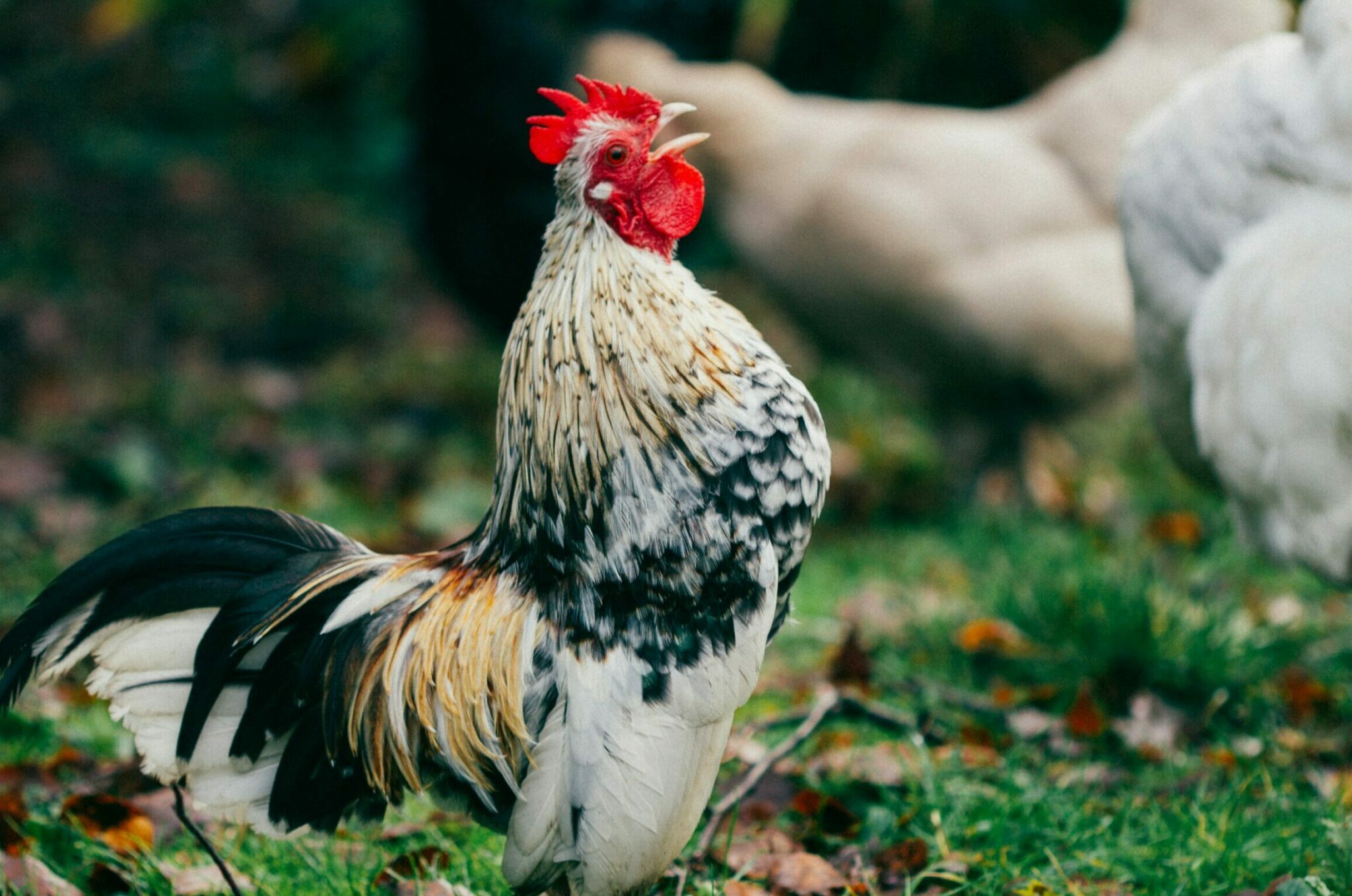 Γιατί λαλούν οι κόκορες το ξημέρωμα;