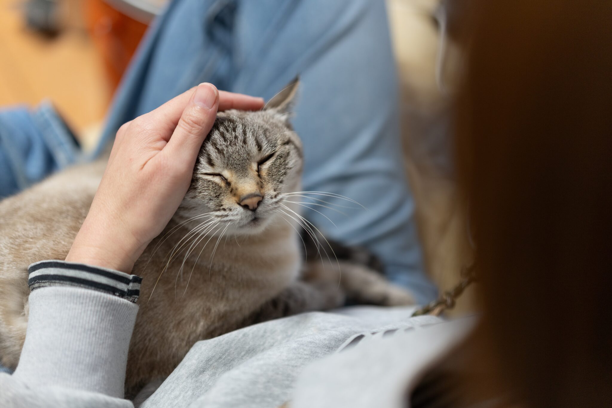 Ξέρουν οι γάτες ότι πλησιάζει το τέλος τους;