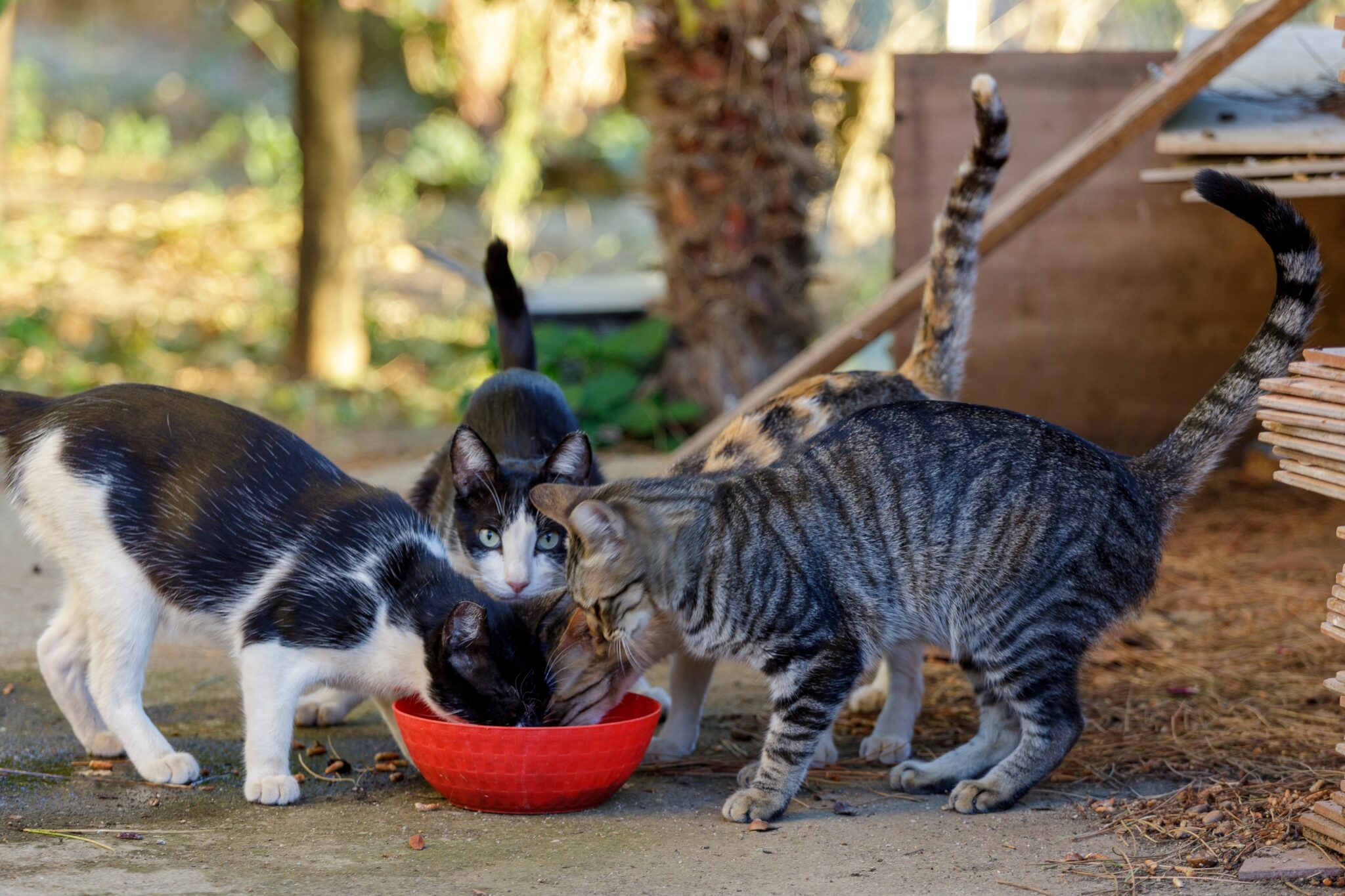 Πώς να βοηθήσουμε τις γάτες στις γατοαποικίες της γειτονιάς μας