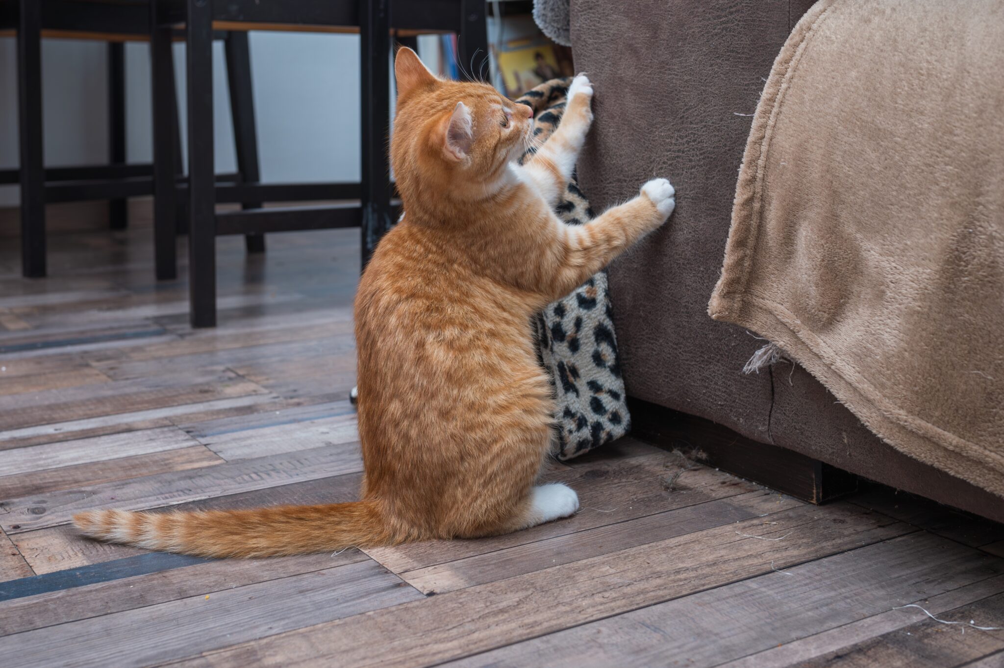 Πώς να μην γρατζουνάει η γάτα σας τα έπιπλά σας