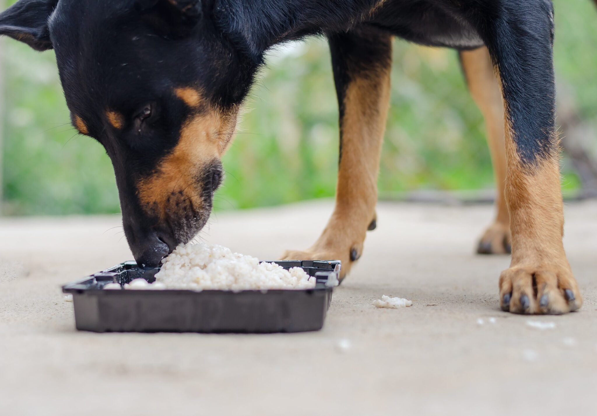 Επιτρέπεται ο σκύλος μας να φάει ρύζι;
