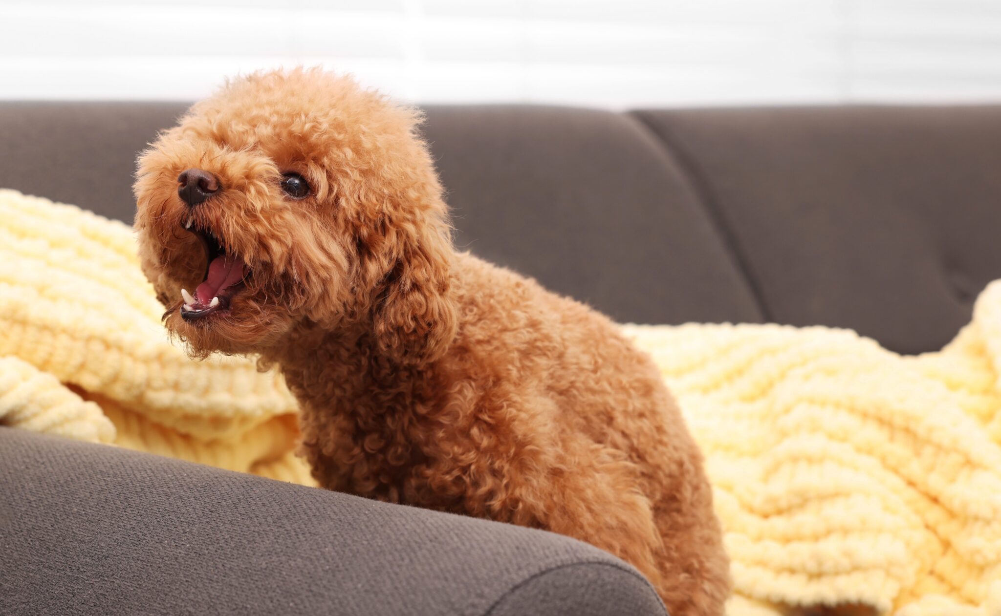 Γιατί οι σκύλοι γαβγίζουν στο "τίποτα"