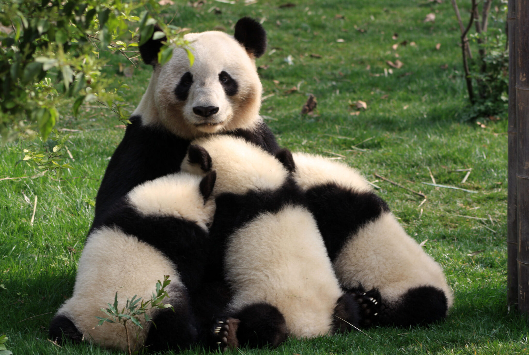 Γιατί κάποιες μαμάδες του ζωικού βασιλείου εγκαταλείπουν τα μωρά τους