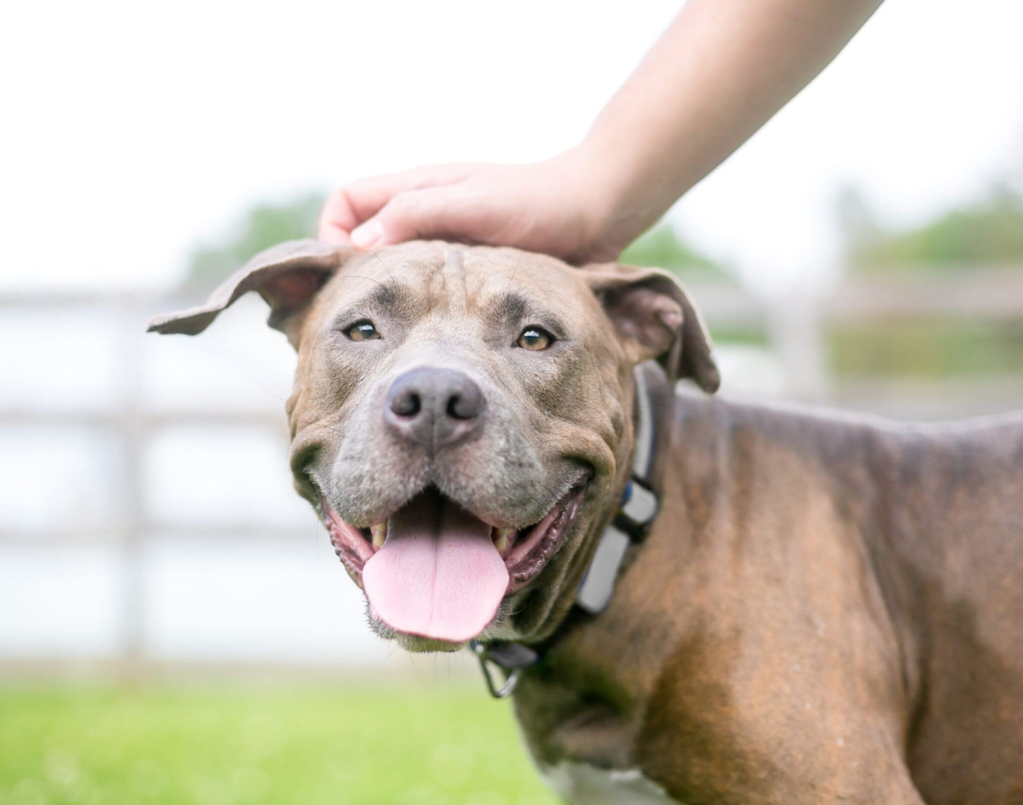 Γιατί οι σκύλοι λατρεύουν τα χάδια