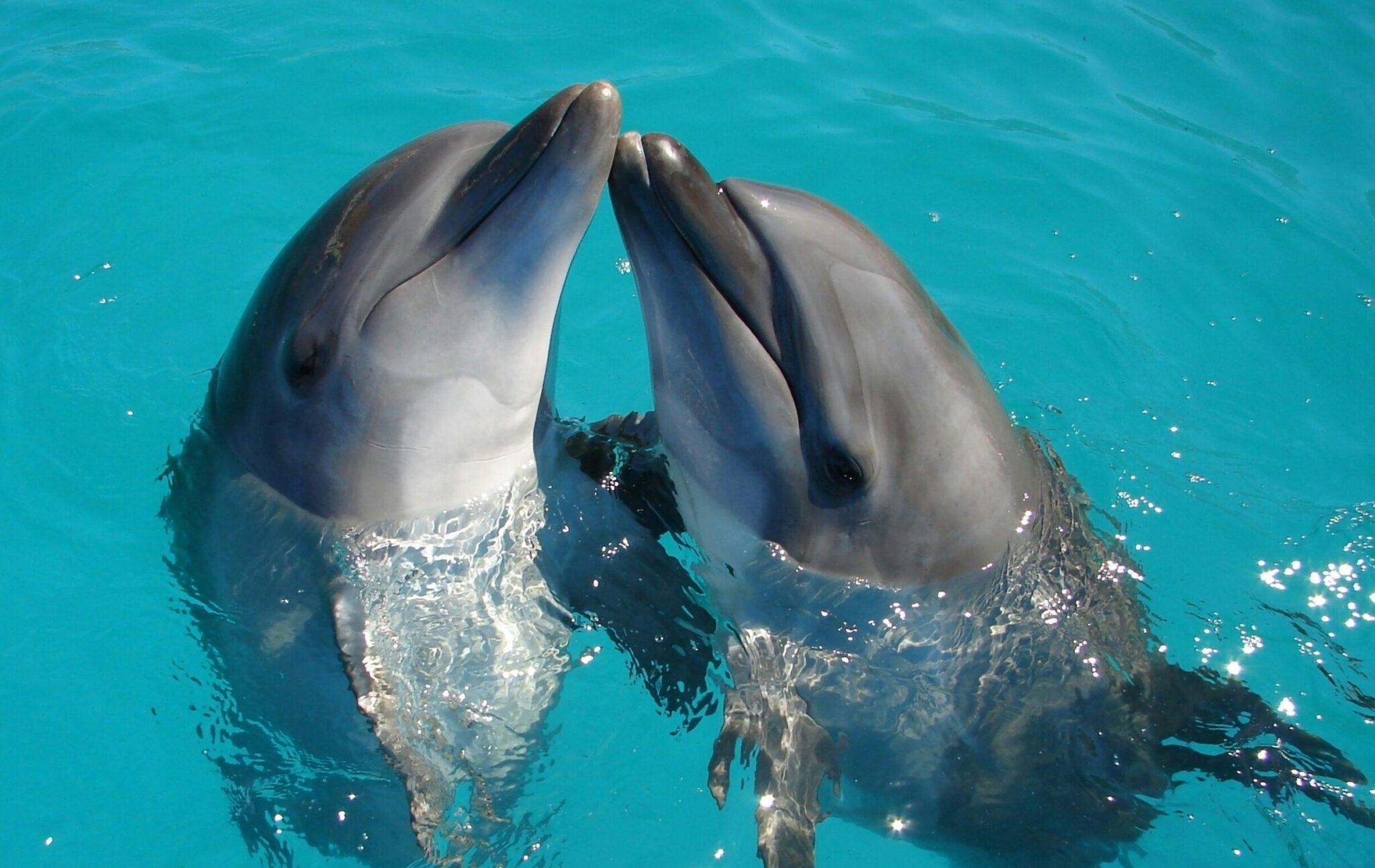 Τα πιο καθαρά ζώα στον πλανήτη
