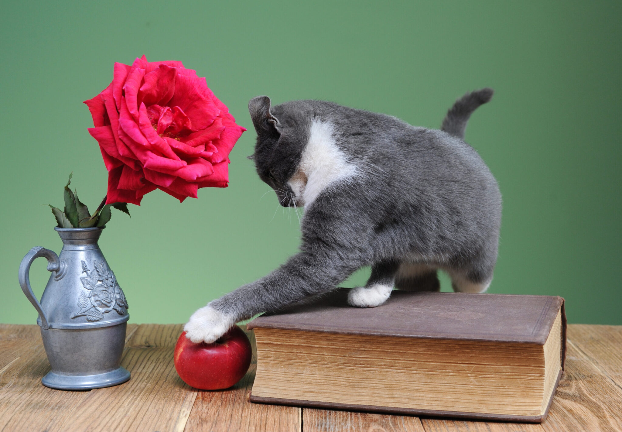 Γιατί η γάτα σας ρίχνει πράγματα κάτω και σας κοιτάει