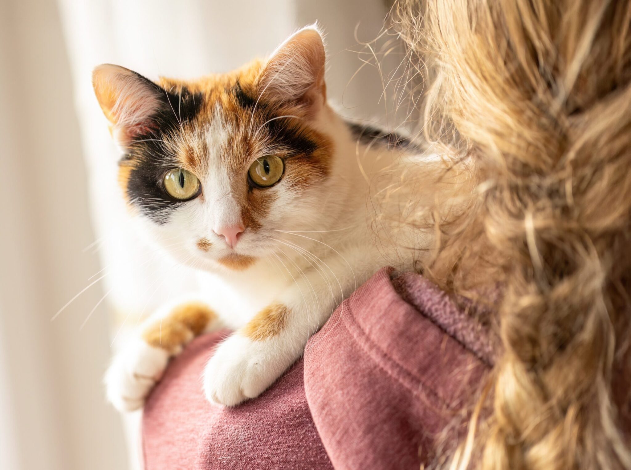 Ποια είναι η πρώτη λέξη που μαθαίνει μια γάτα