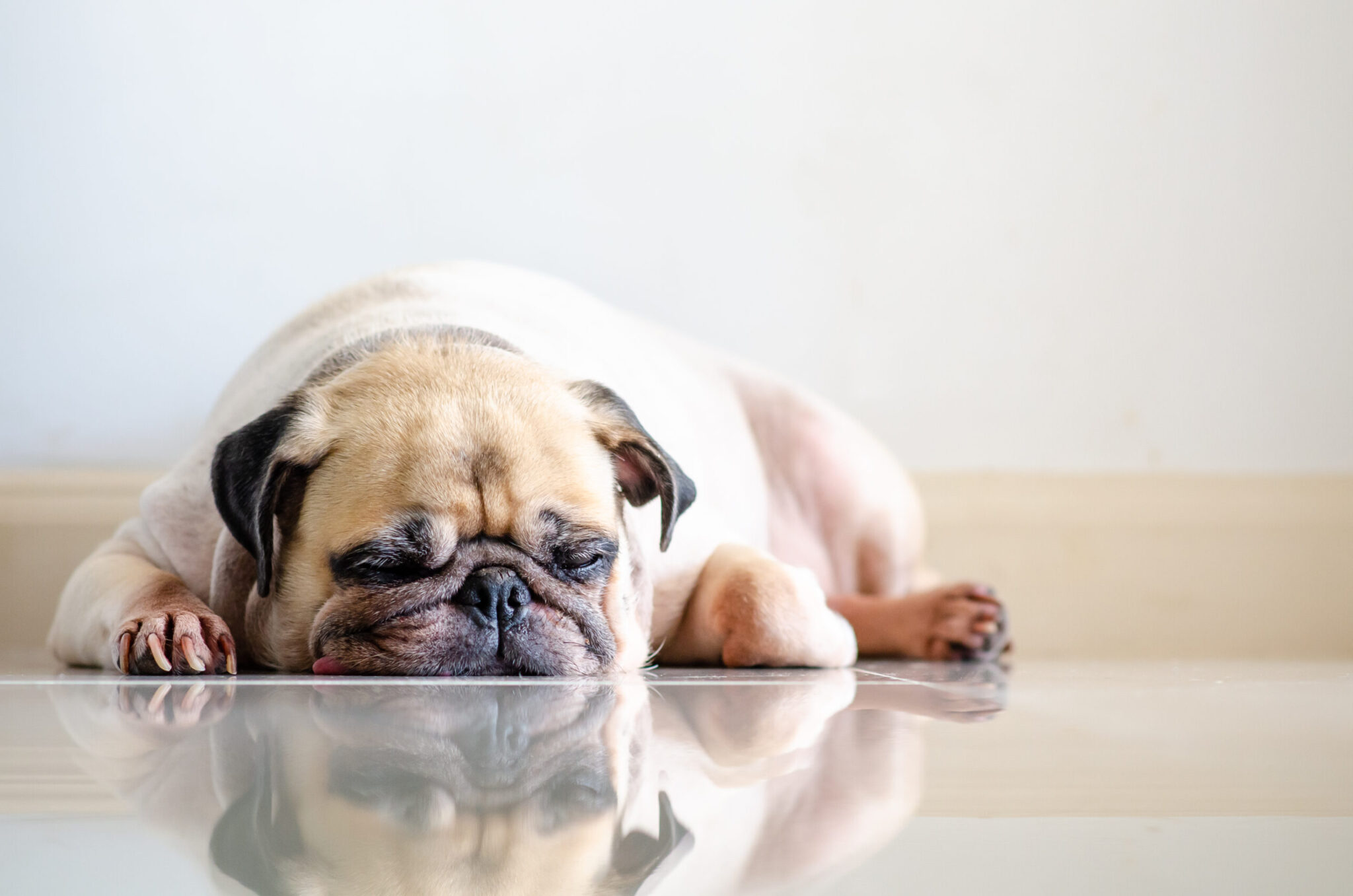 Οι συμπεριφορές που απογοητεύουν τον σκύλο μας