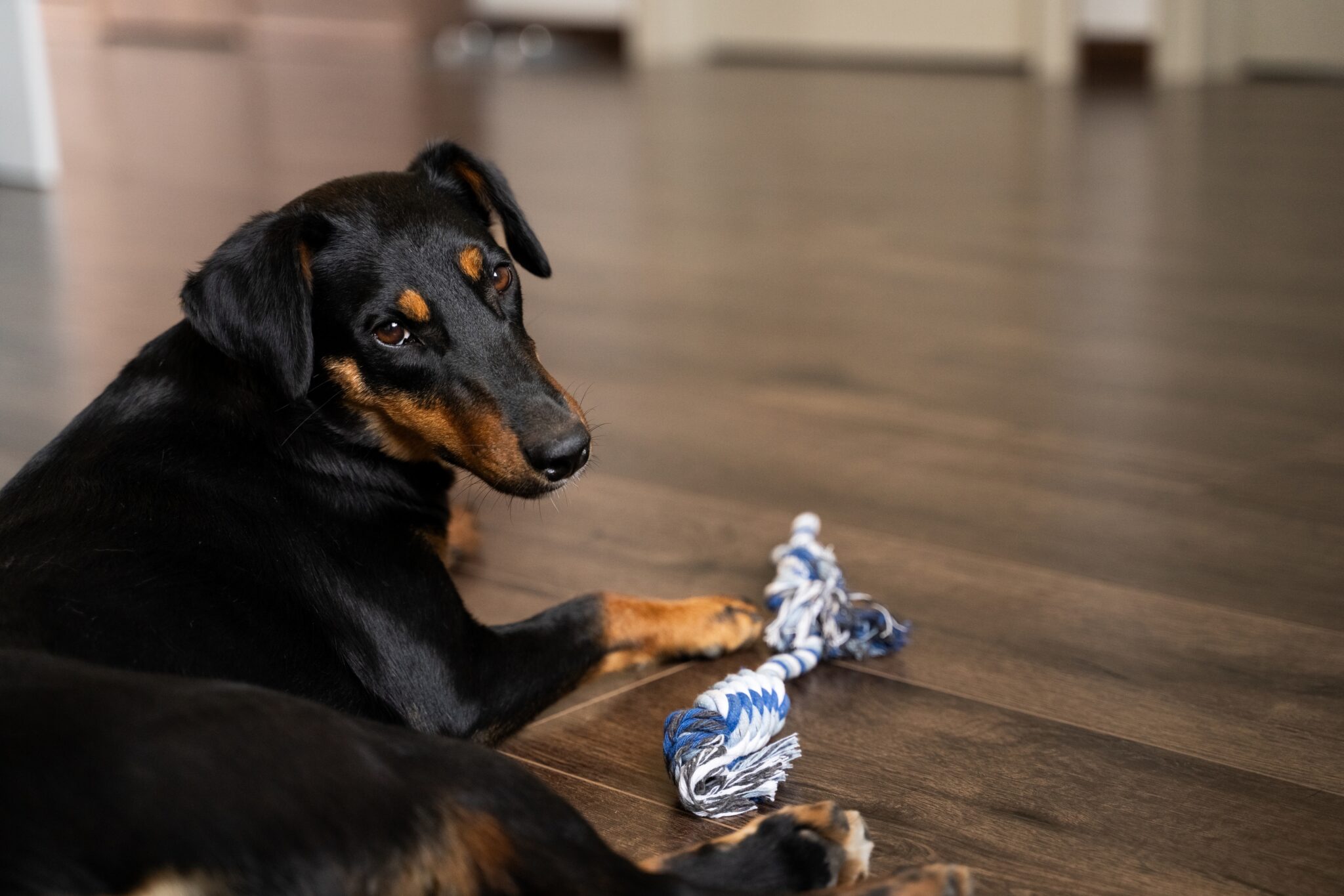 Γιατί ο σκύλος μου δεν θέλει να μένει μόνος του