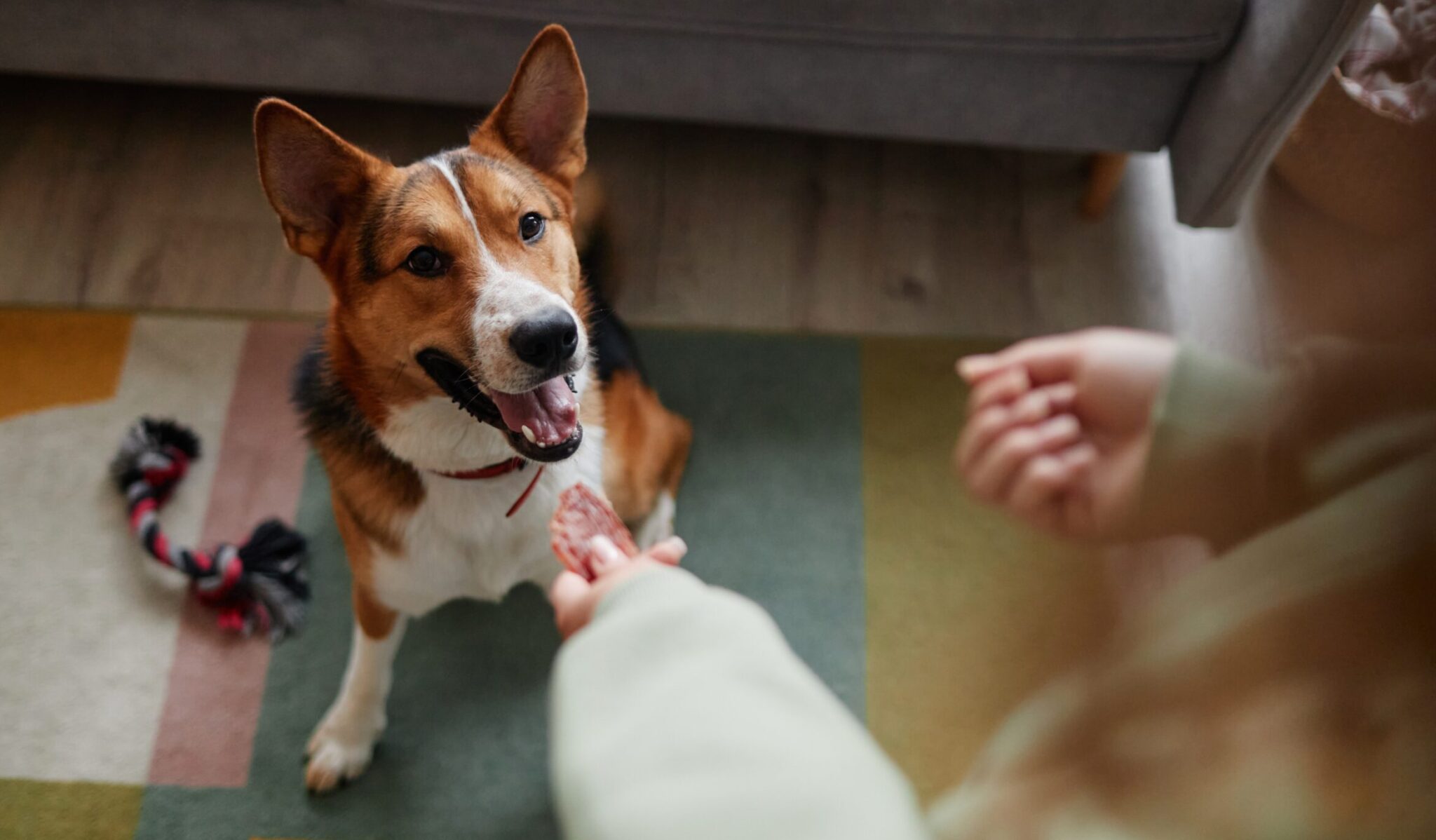 Ποια φαγητά μπορείτε να μοιράζεστε με τον σκύλο σας και ποια όχι