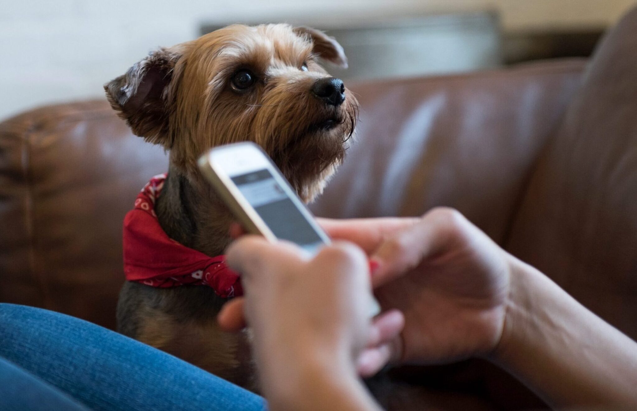 Πώς προσπαθεί ο σκύλος μας να τραβήξει την προσοχή μας;